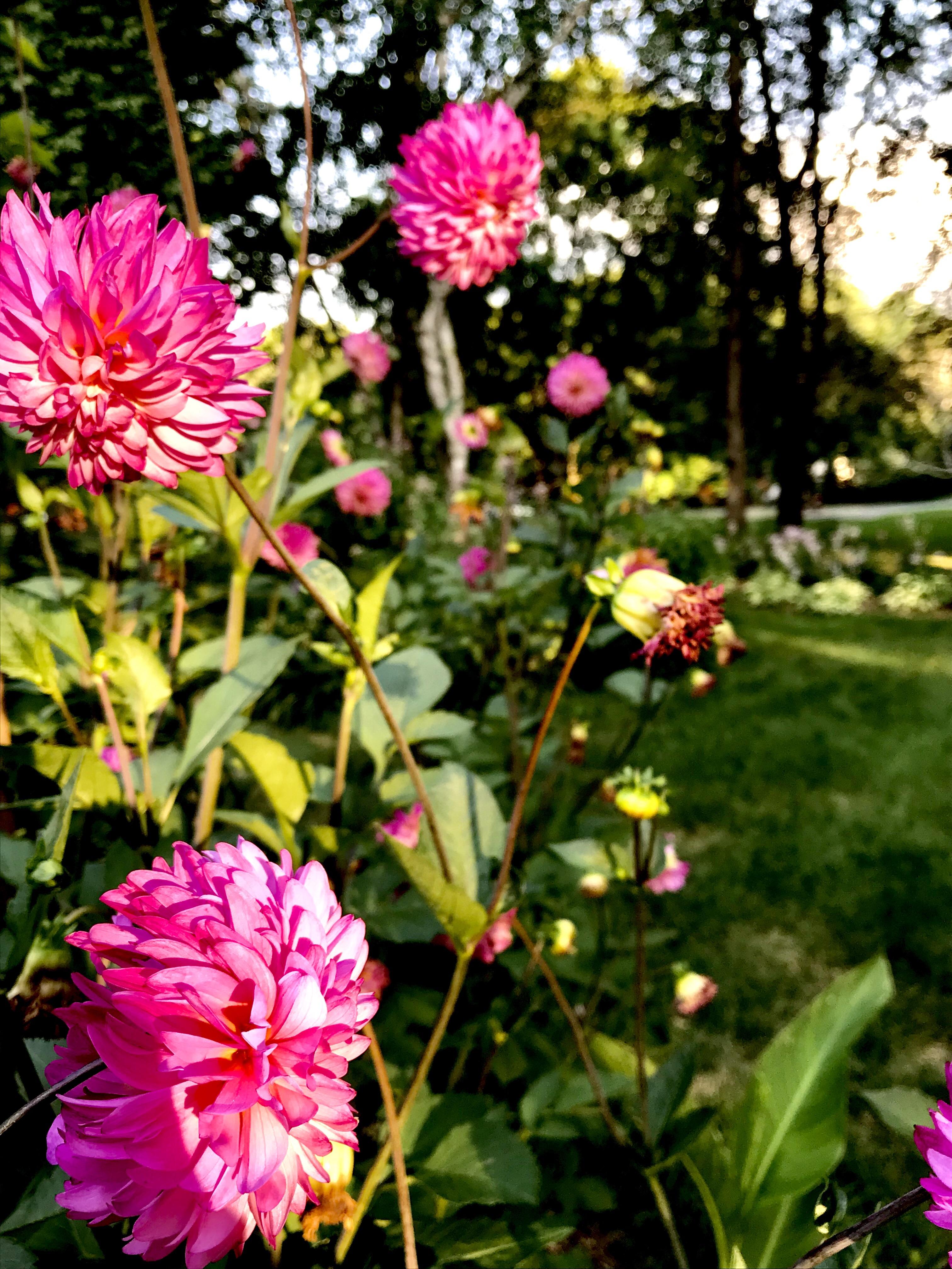 I can’t remember what these flowers are called, but I love them in my