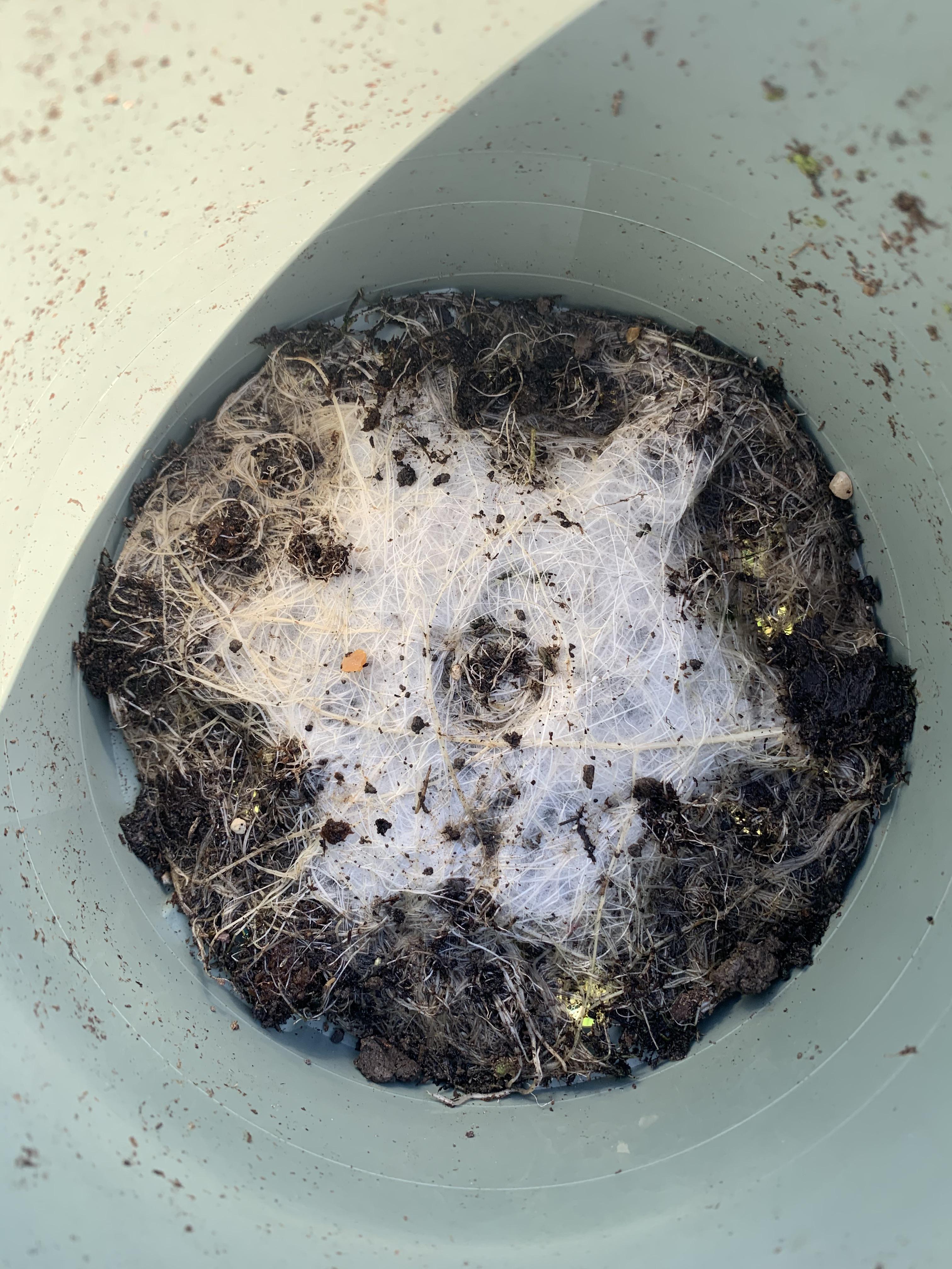 'White Fuzzy Mold' on plant roots in a plant pot looks like a star