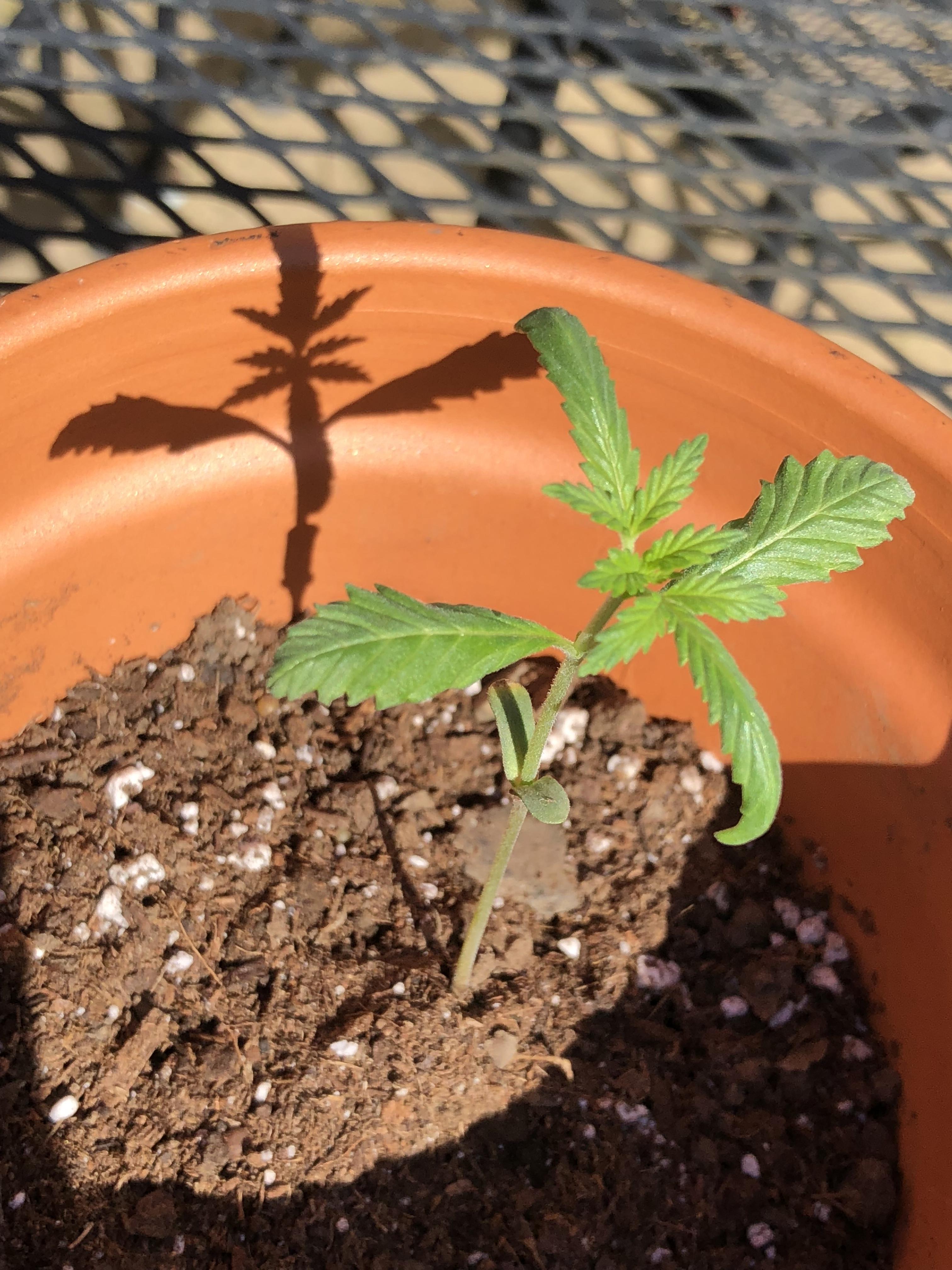 My first time ever growing weed. Found this seed in a nug, germinated it and 2 weeks later this