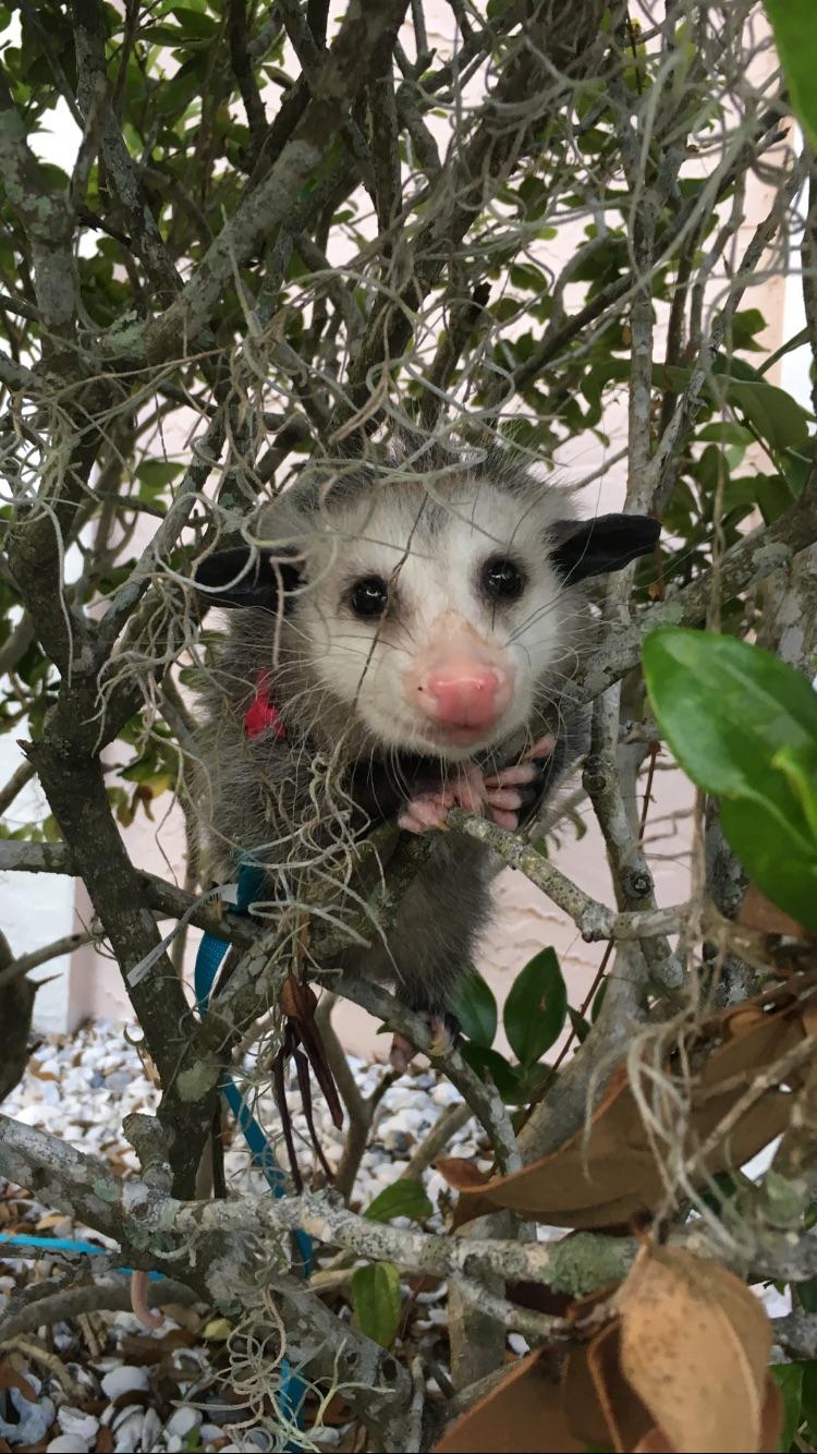 Our pet possum loves to hang out in the patio plants. r/aww