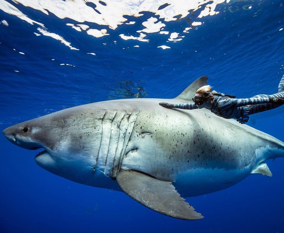 Deep Blue. The majestic and biggest Great White Shark known today. r/natureismetal