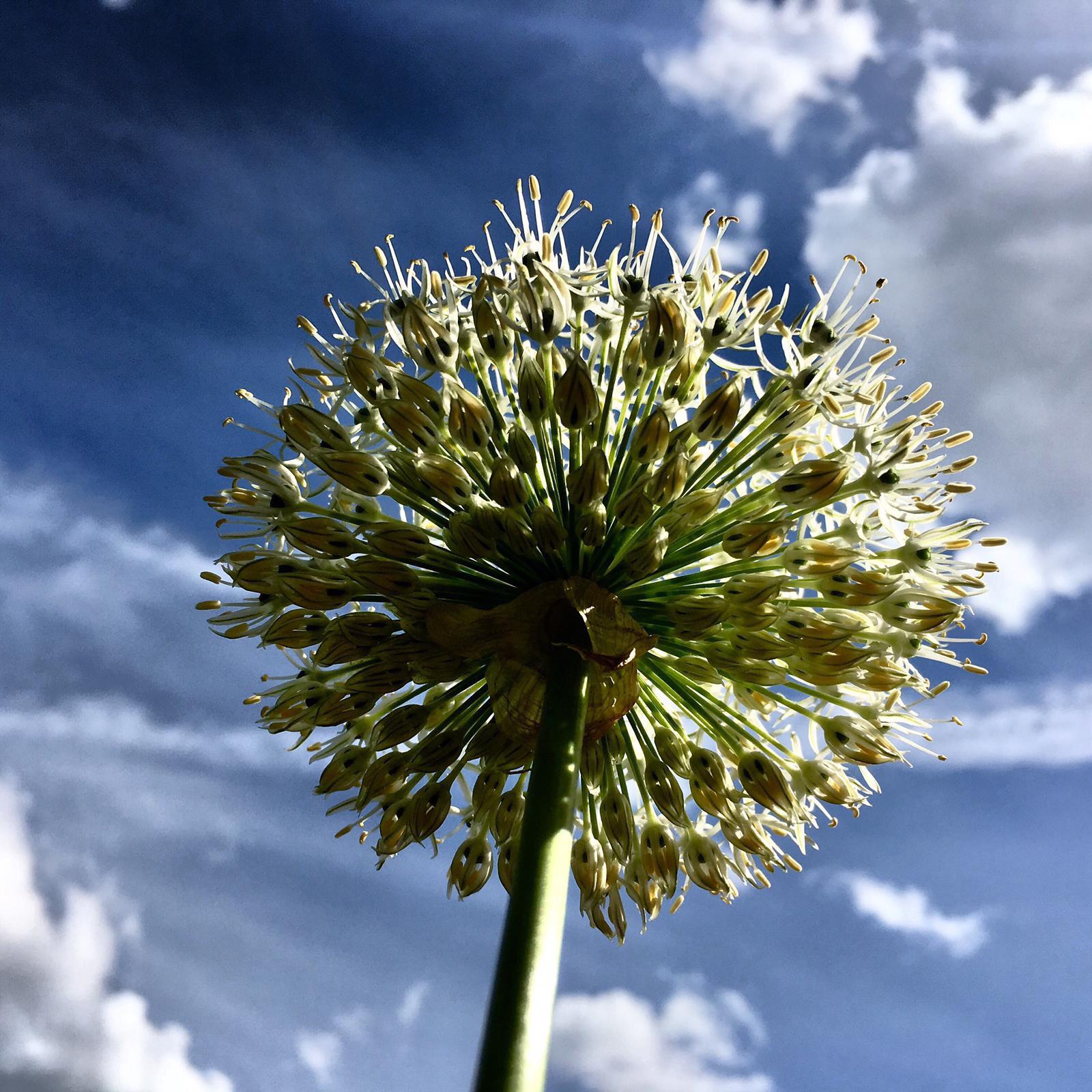 My Allium after blooming r/gardening