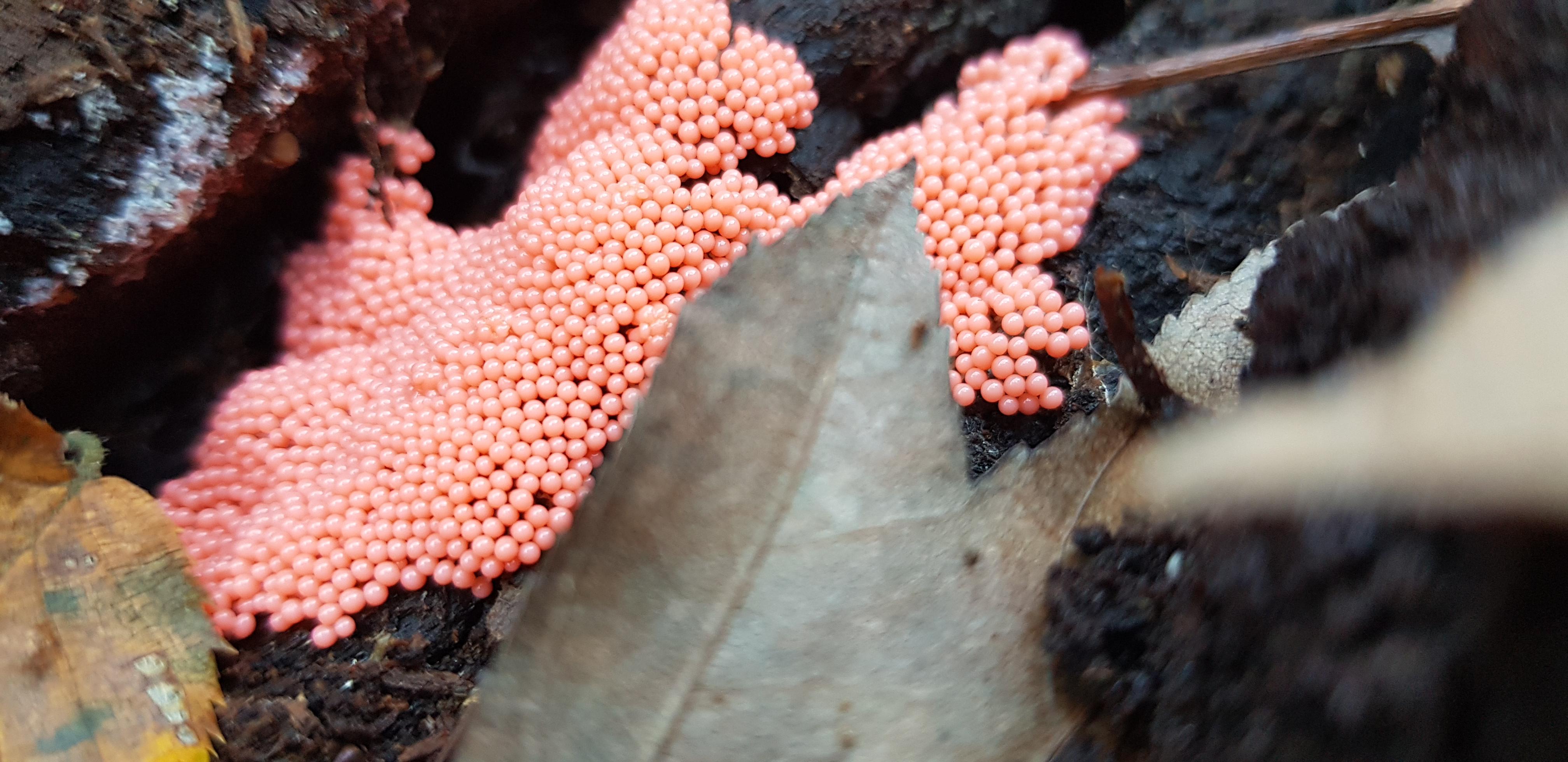 As if salmons lay eggs in an ils treetrunck r/mycology