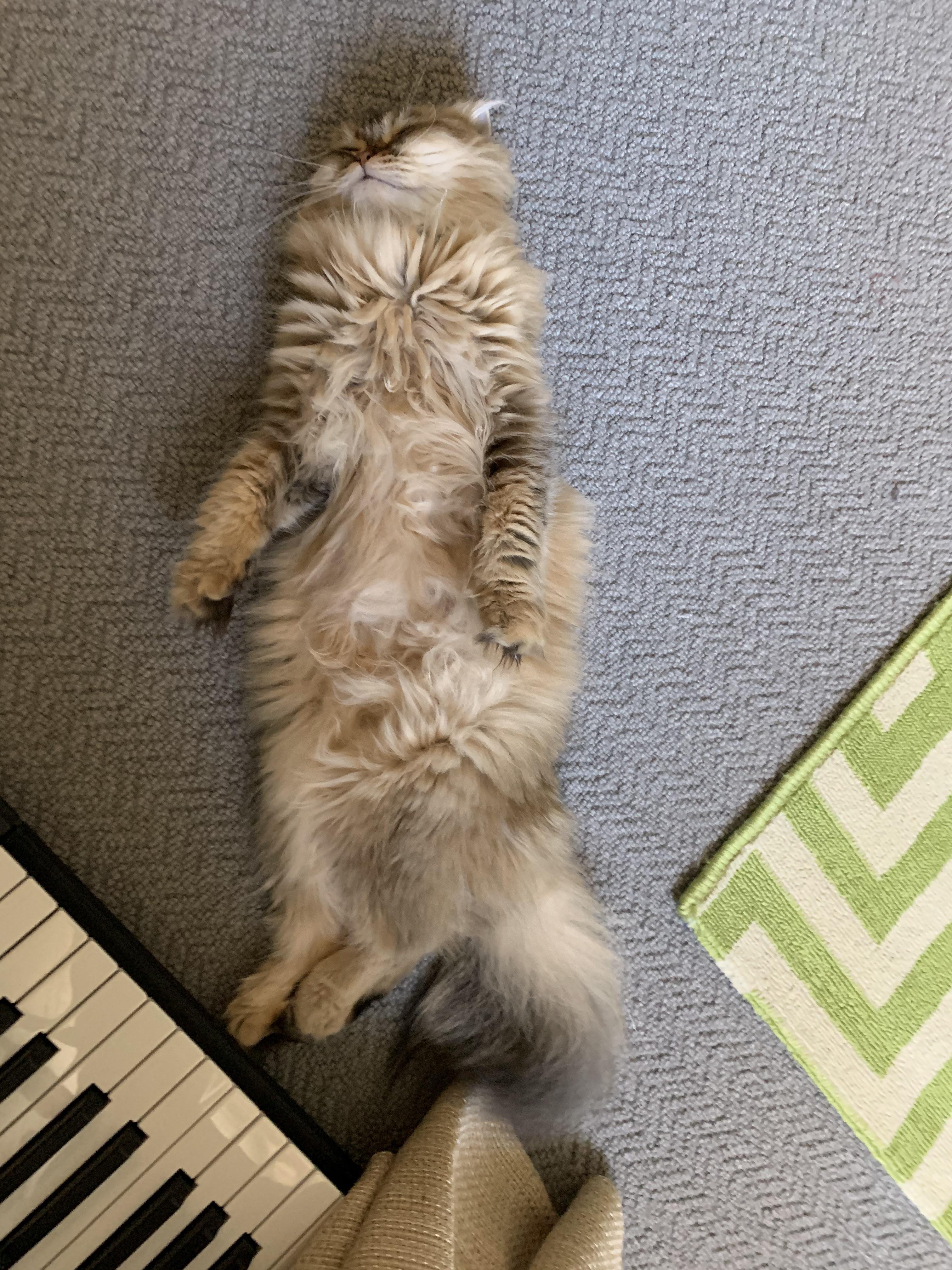 Is my cat cute her name is dolce and is 1year old) r/gabehelmy