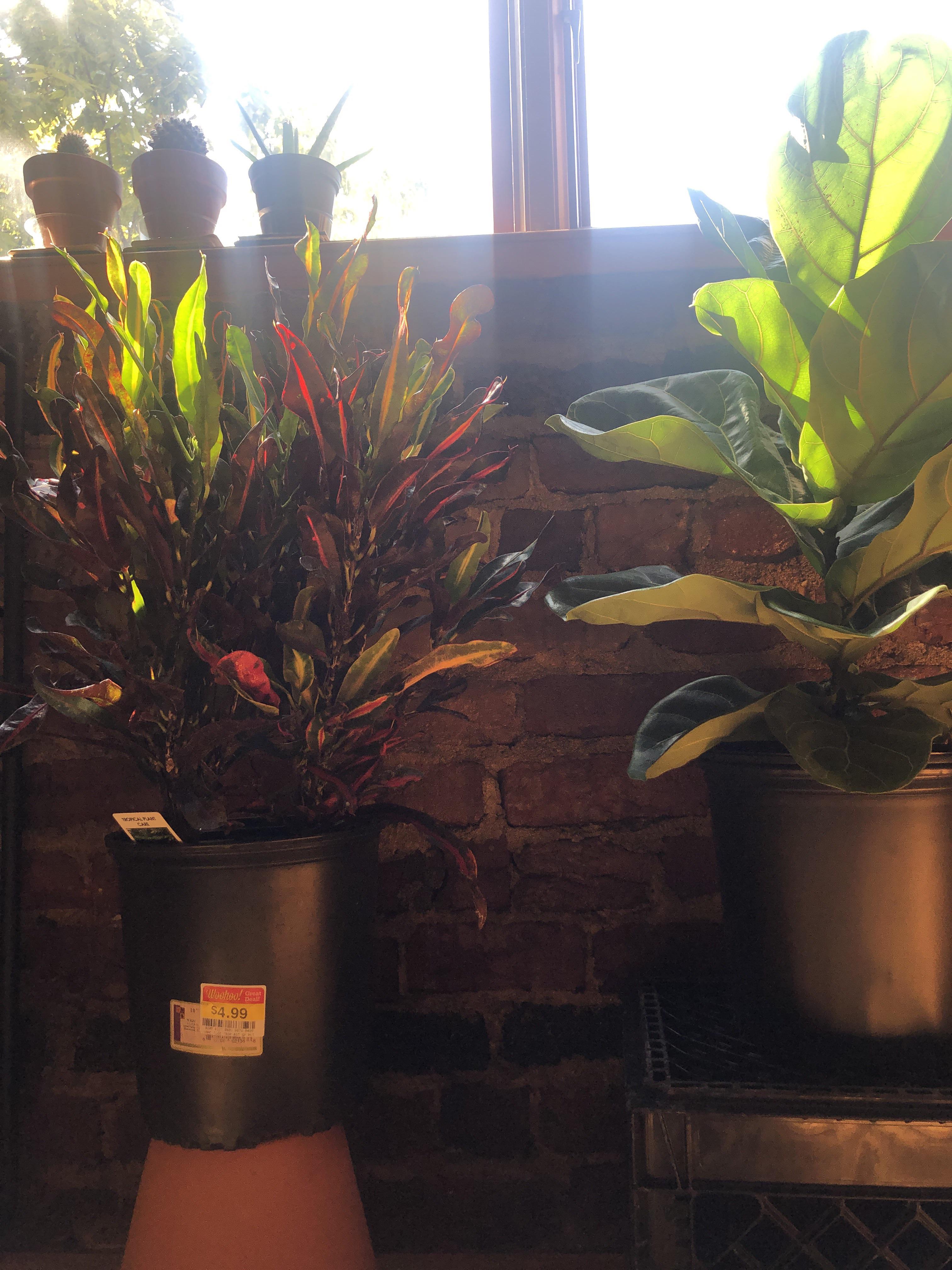 I told myself I’d stop aggressively purchasing plants for awhile but