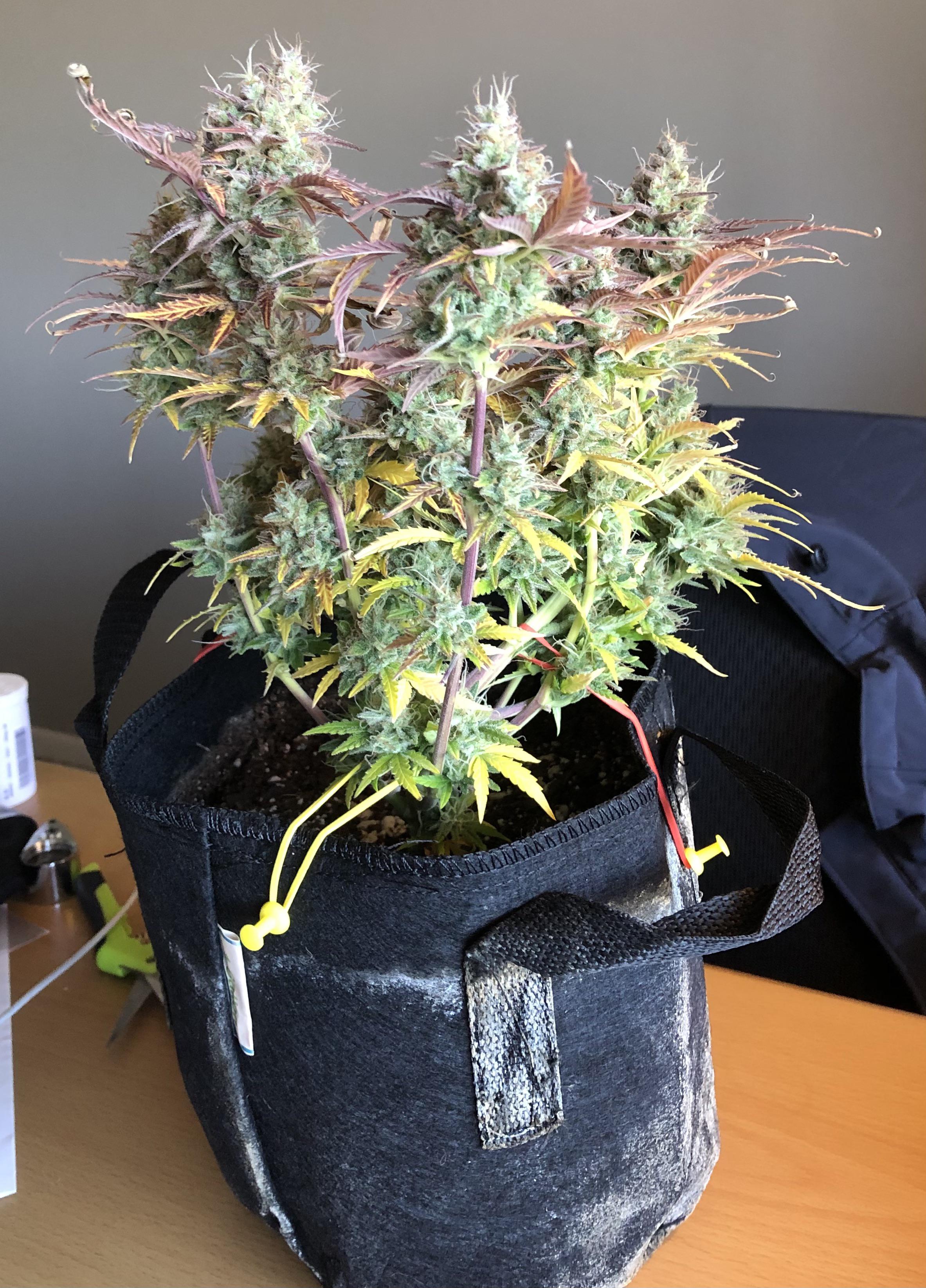Cheese berry auto grown in space bucket coming down soon! It’s my first
