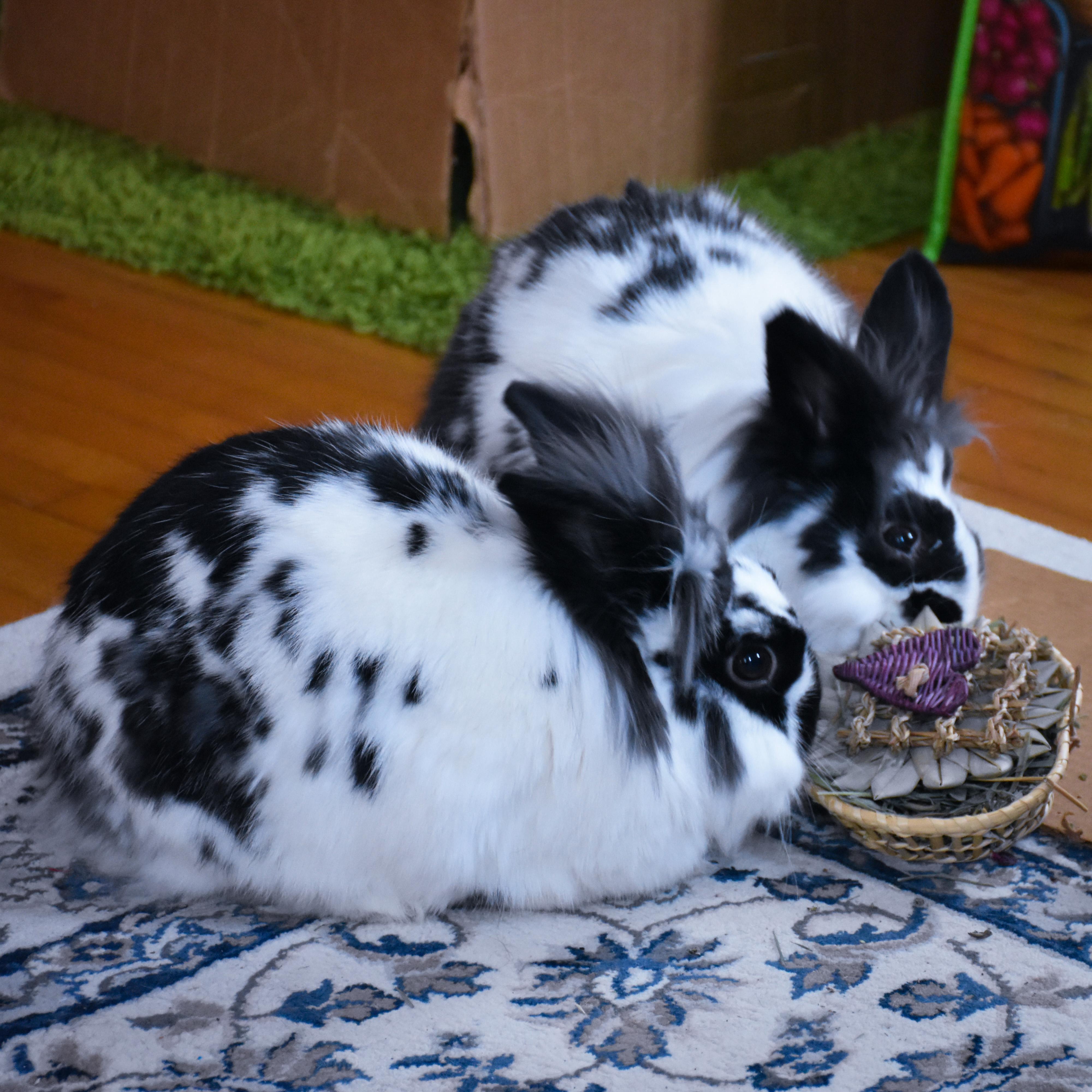 We bought the buns two identical presents but they decided to share