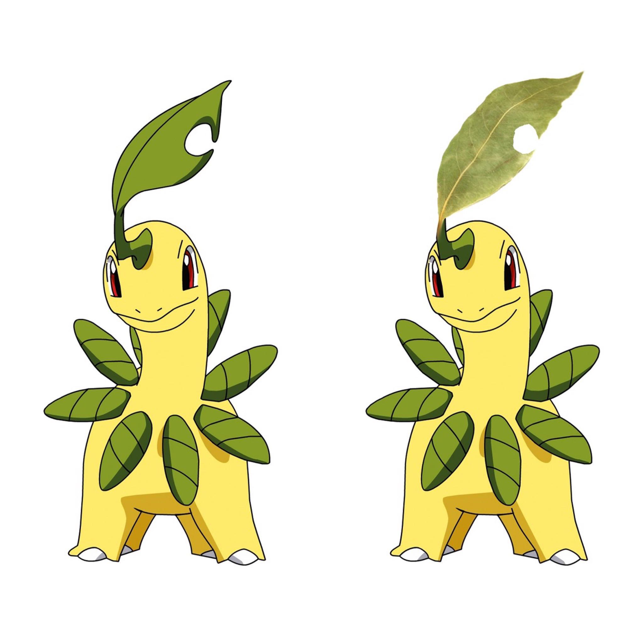 Bayleef Pokemon Evolution