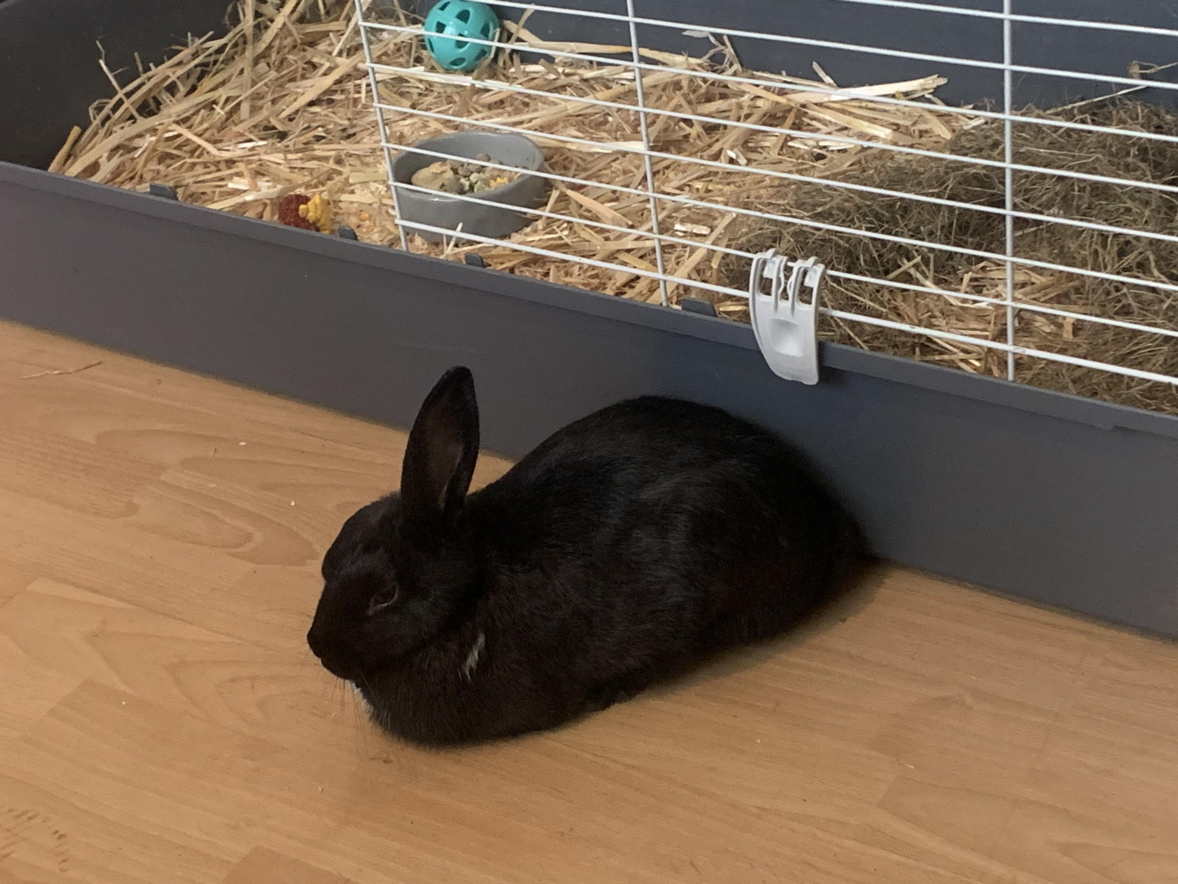 This rabbit has relentless. She is constantly digging on my bare arm nibbling and licking