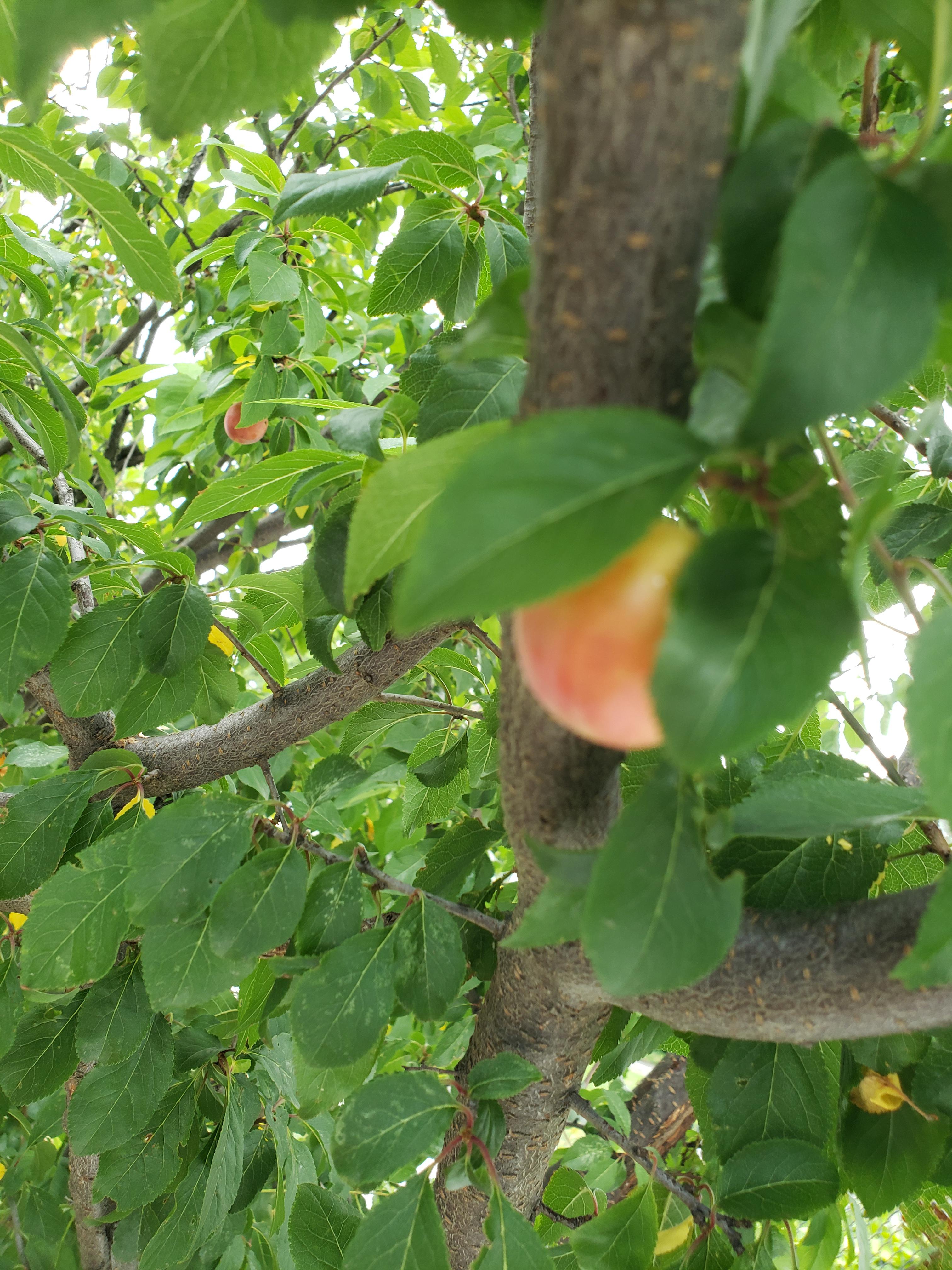 Plant on a tree in NYC. We thought they were cherries and they aren't