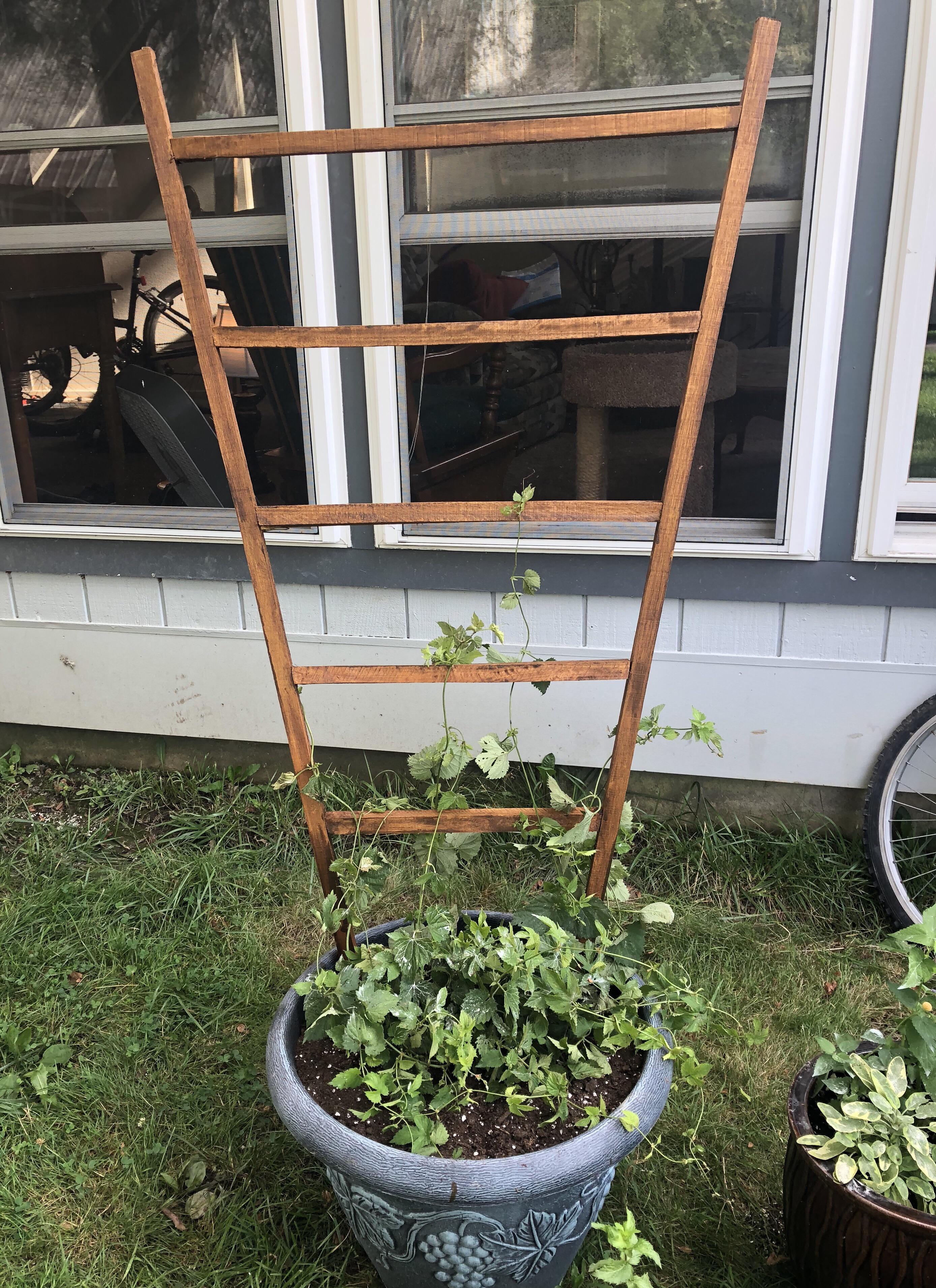 My first project — a simple trellis for my hops plant! I just used