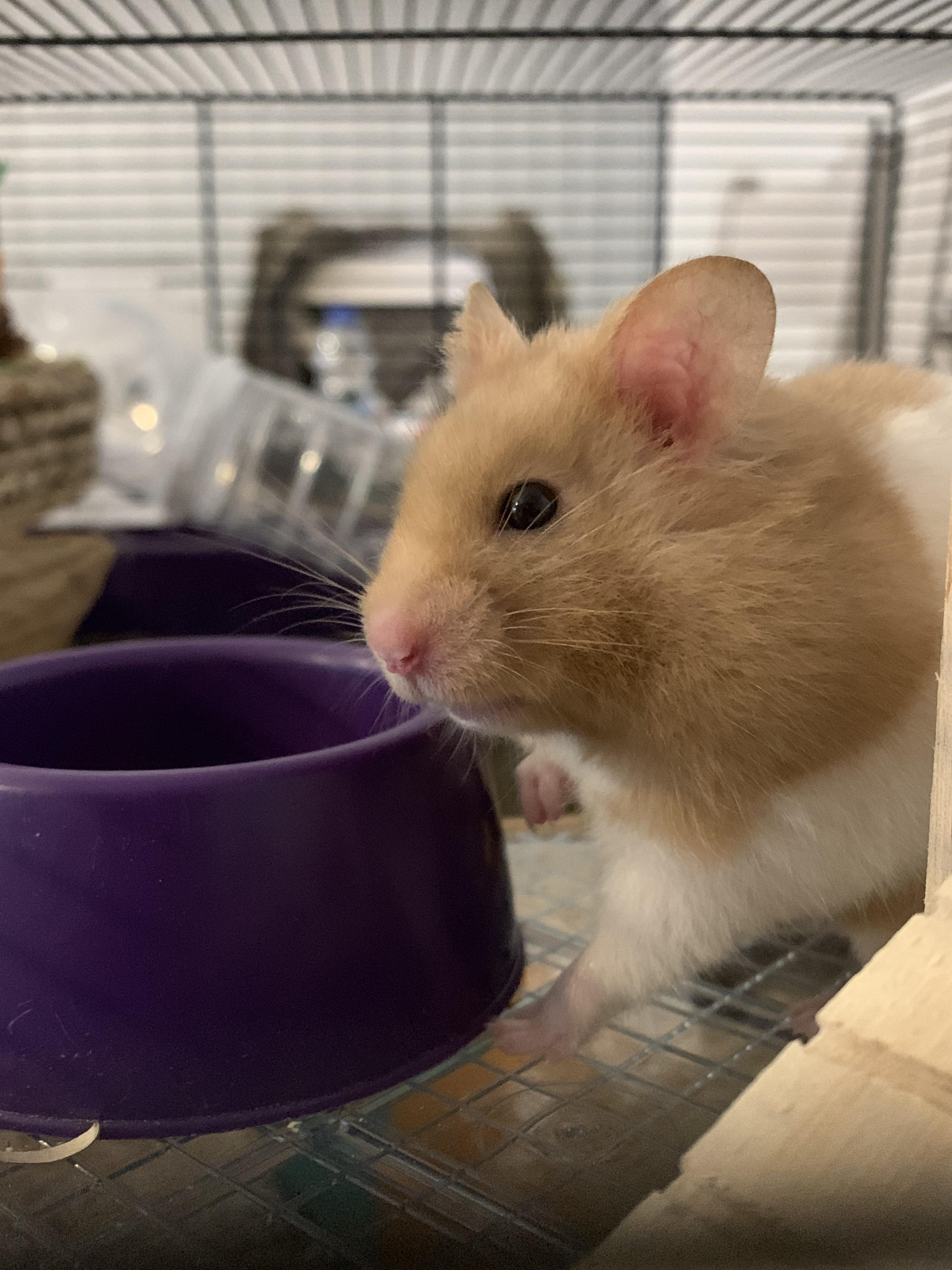 I don’t like the fireworks so I think I’ll just dig around in my food
