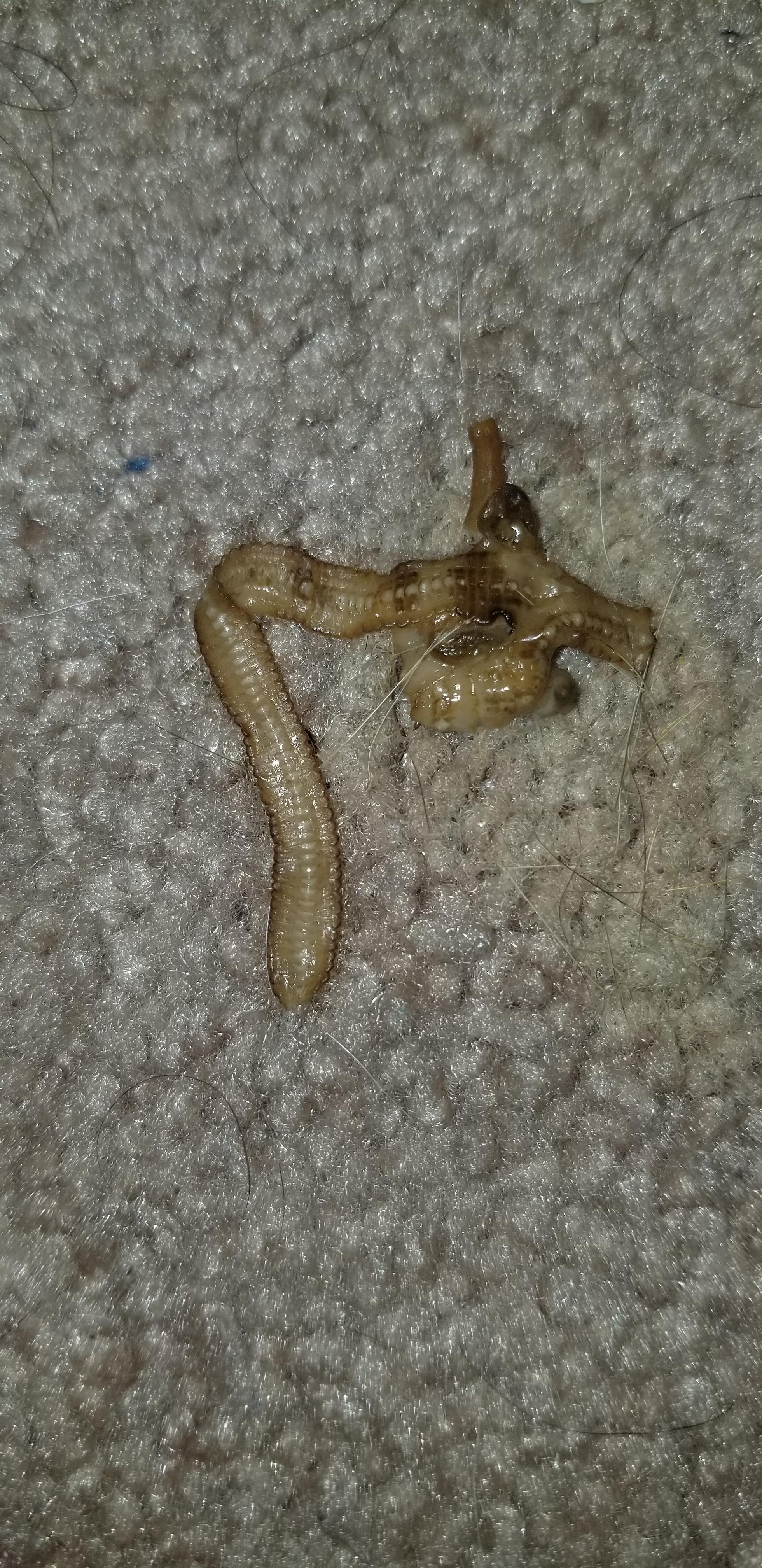 My cat puked this. I tried looking up worms but none match, and he