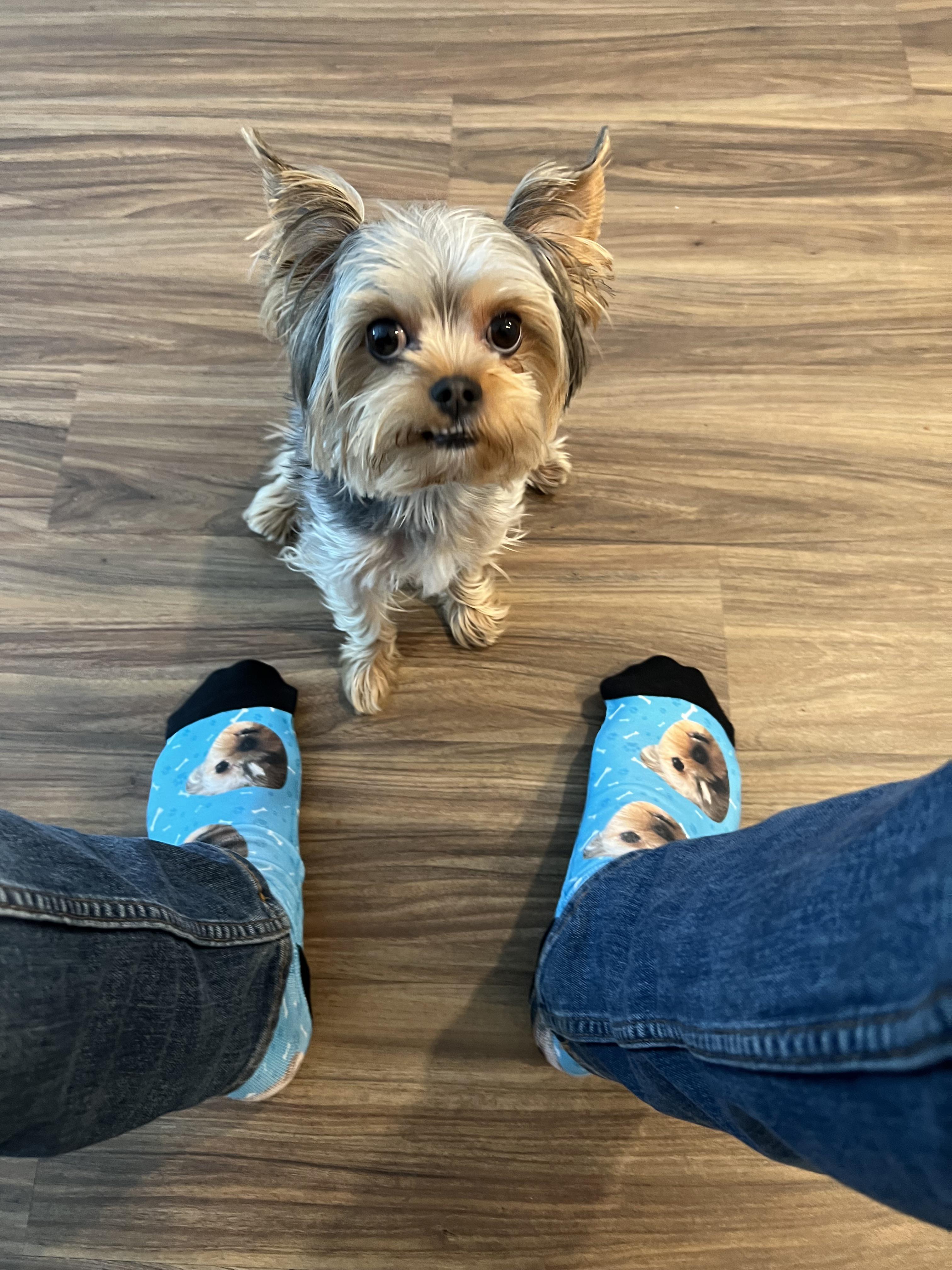 Matching Socks r/Yorkies