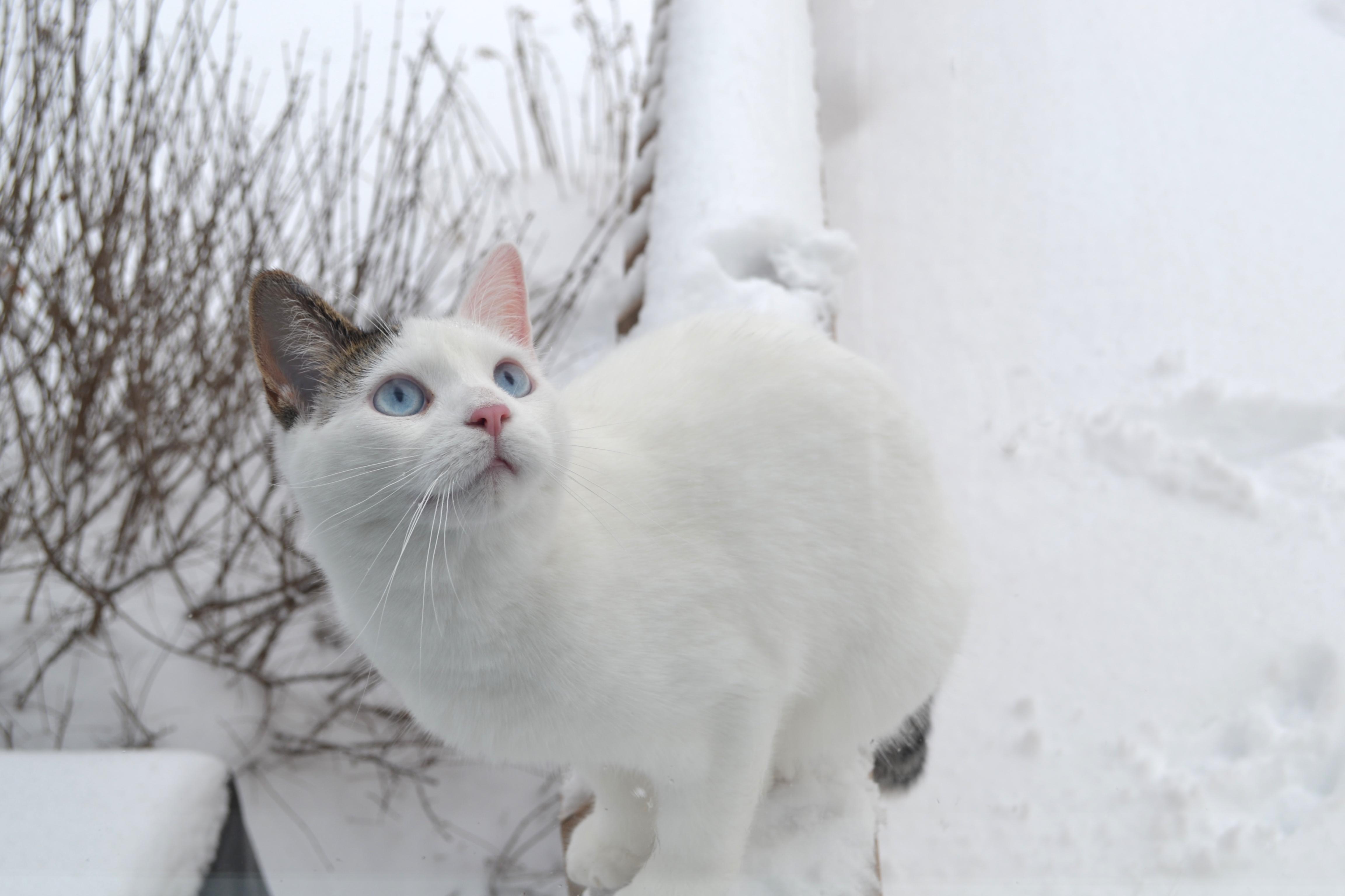 Reddit, meet Snowball! Think she loves the snow! r/cats
