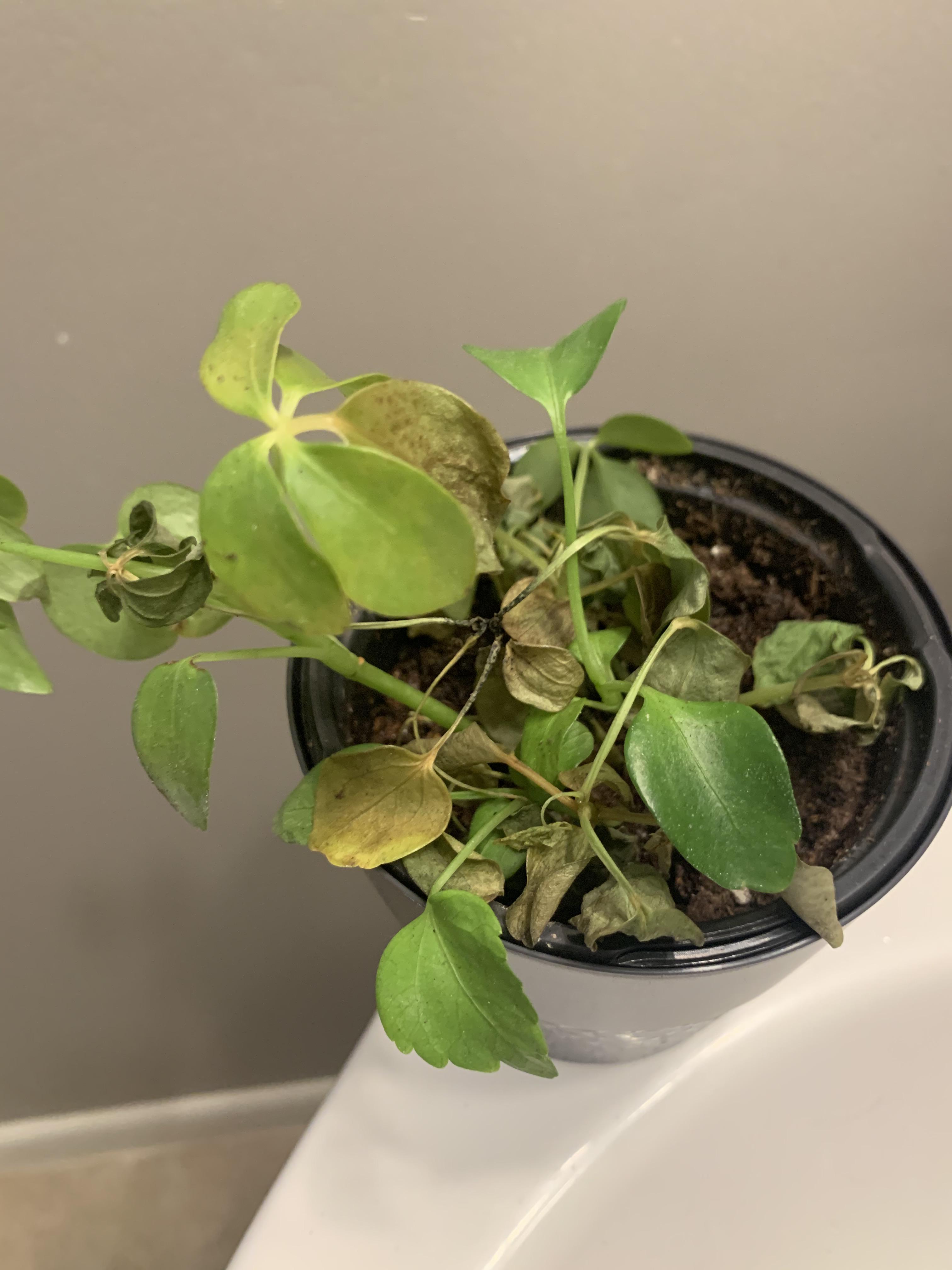 Why do you keep dying? r/houseplants