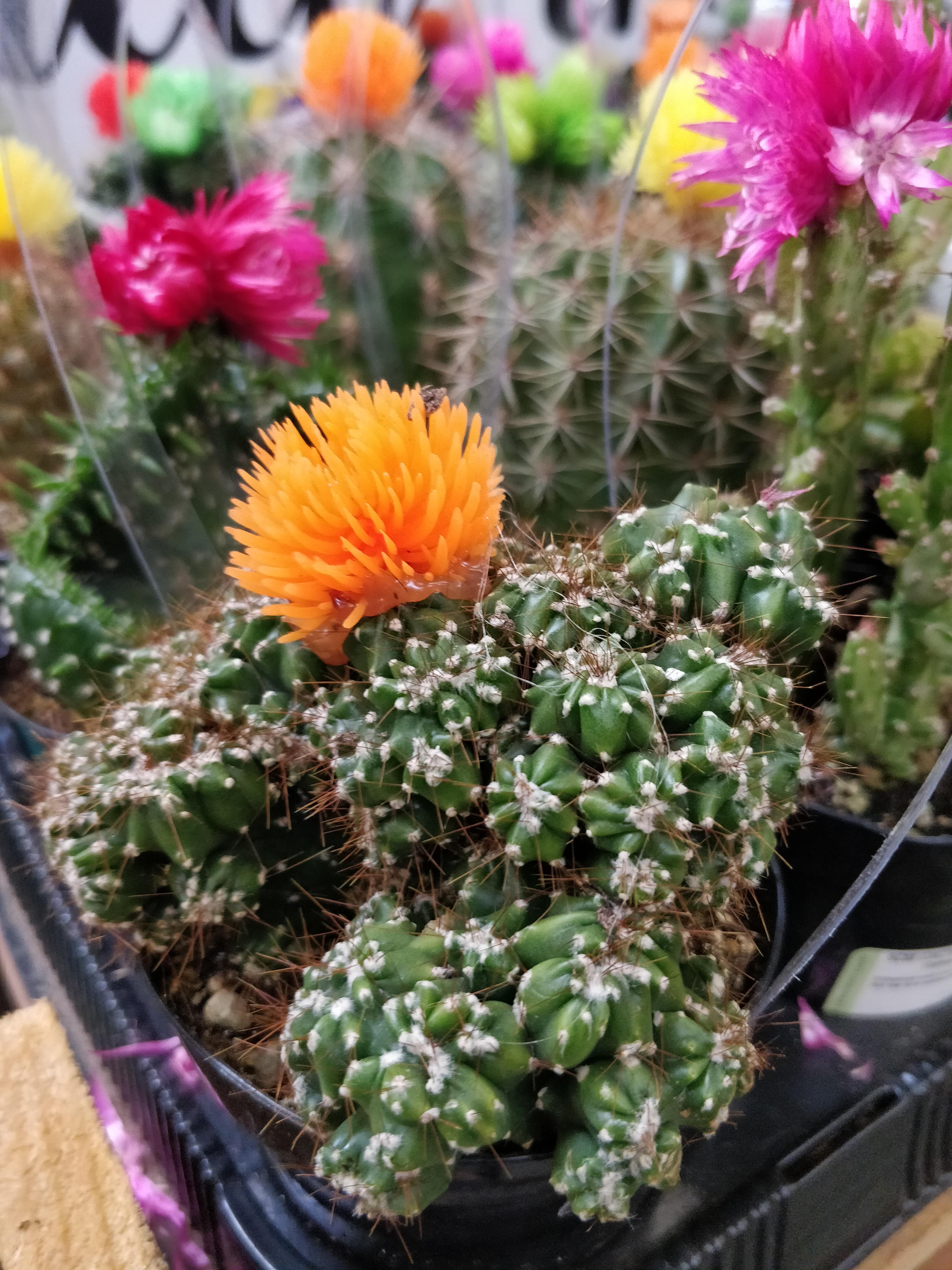 The way this plastic flower is glued onto the cactus at the nursery r