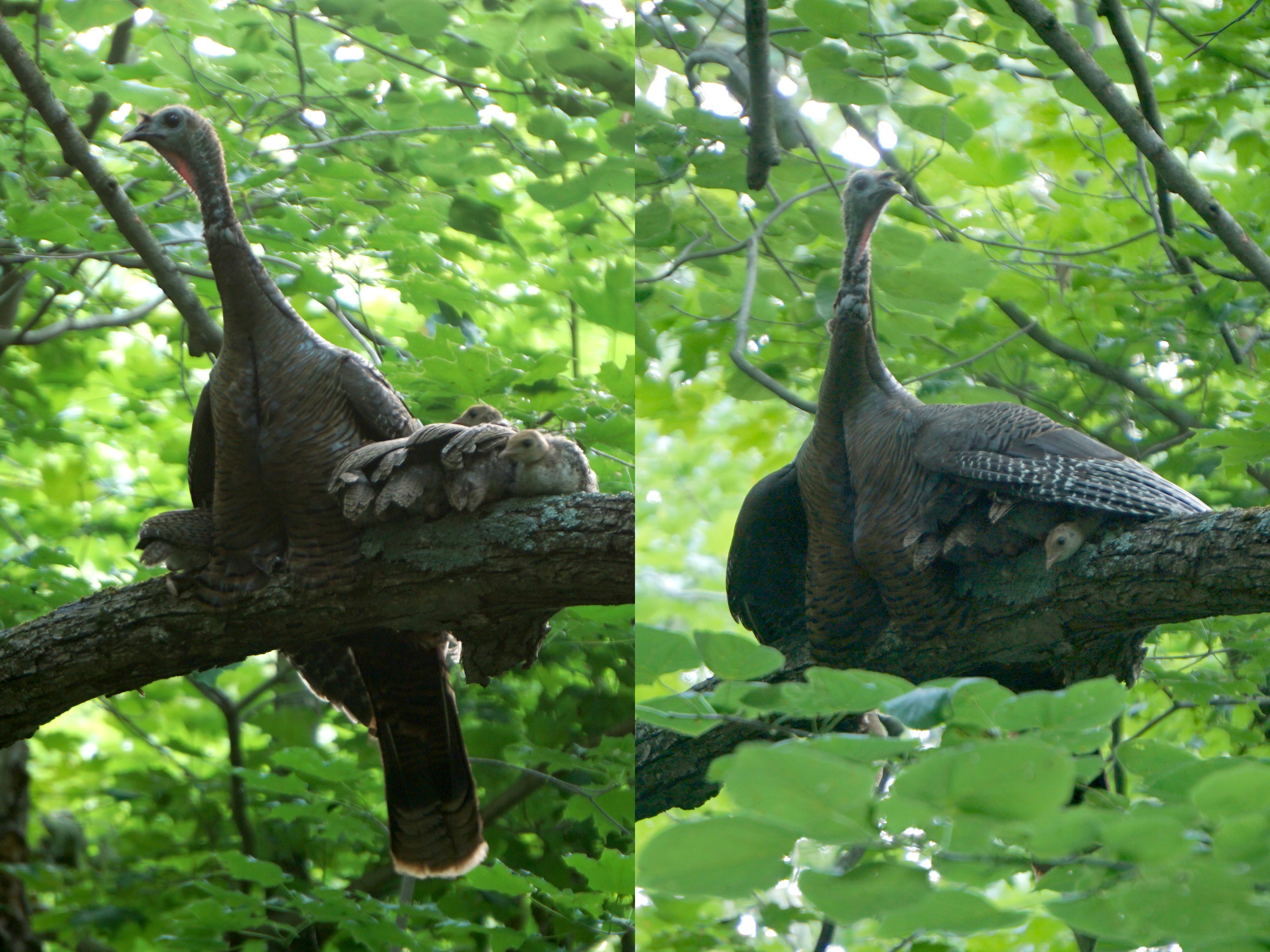 I found a wild turkey hen mothering her little poults. They had settled