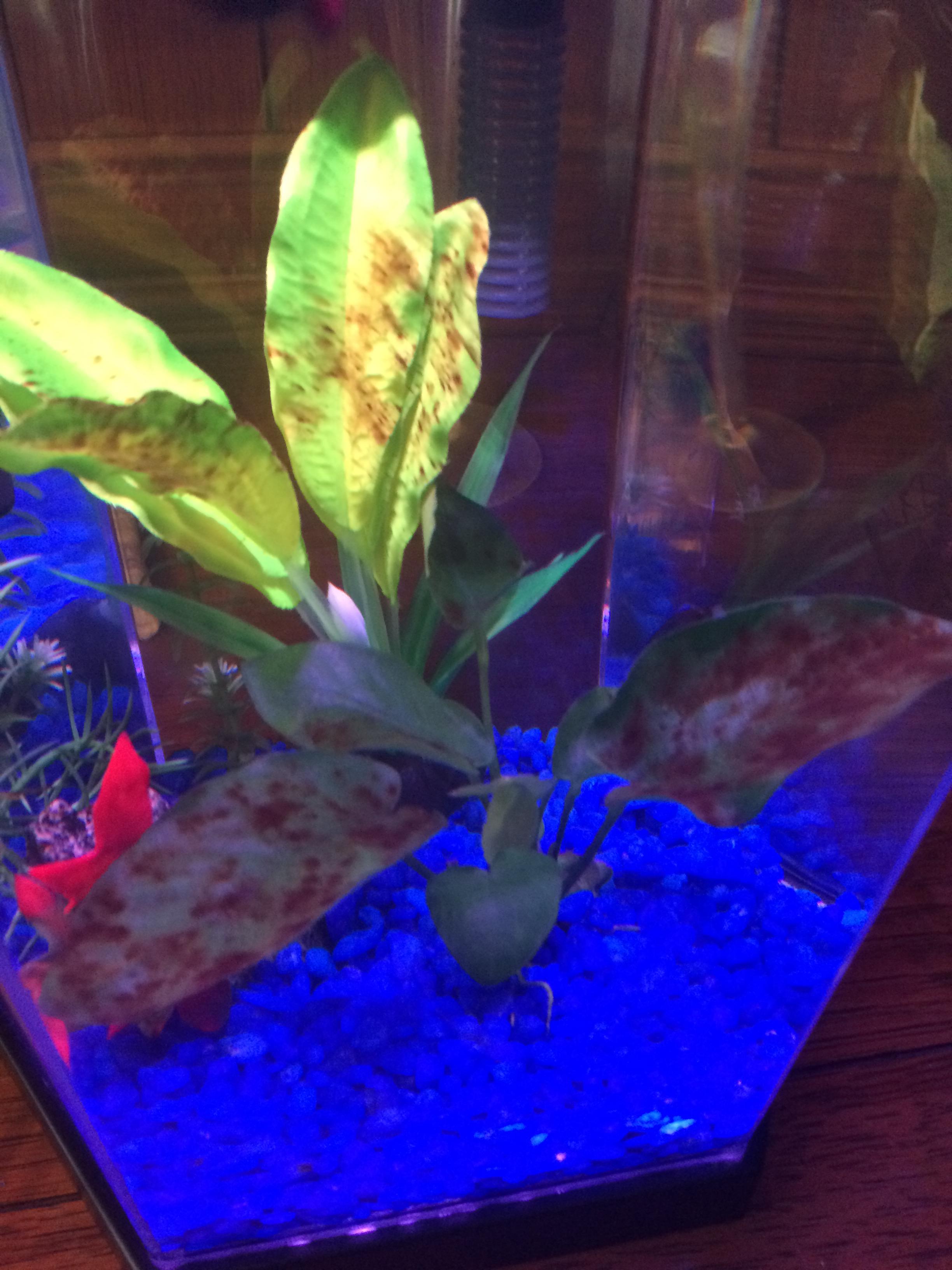 Any insight on what might be causing these brown spots on my Anubias