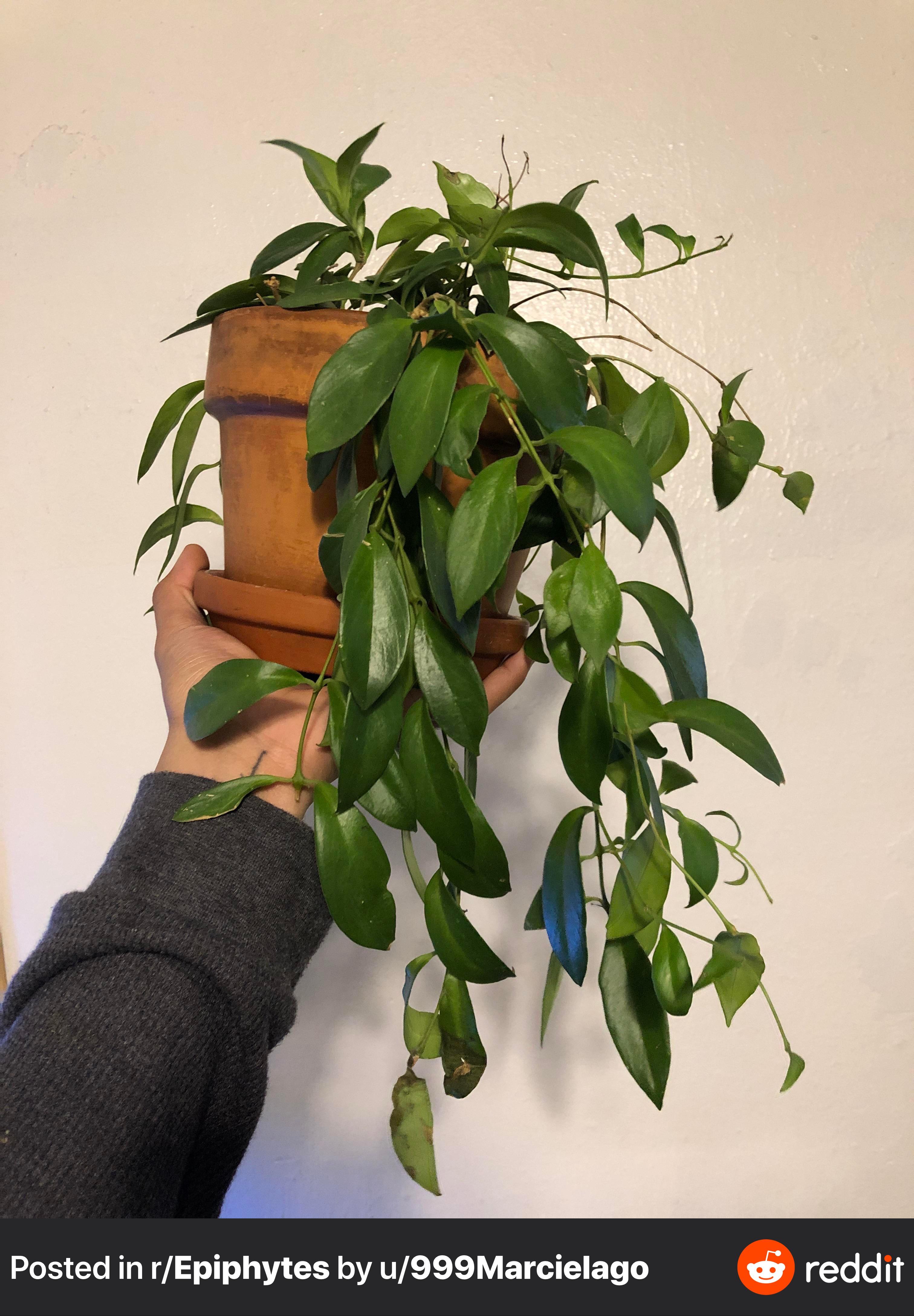 My lipstick plant has new growth, then dries out.. r/plantclinic