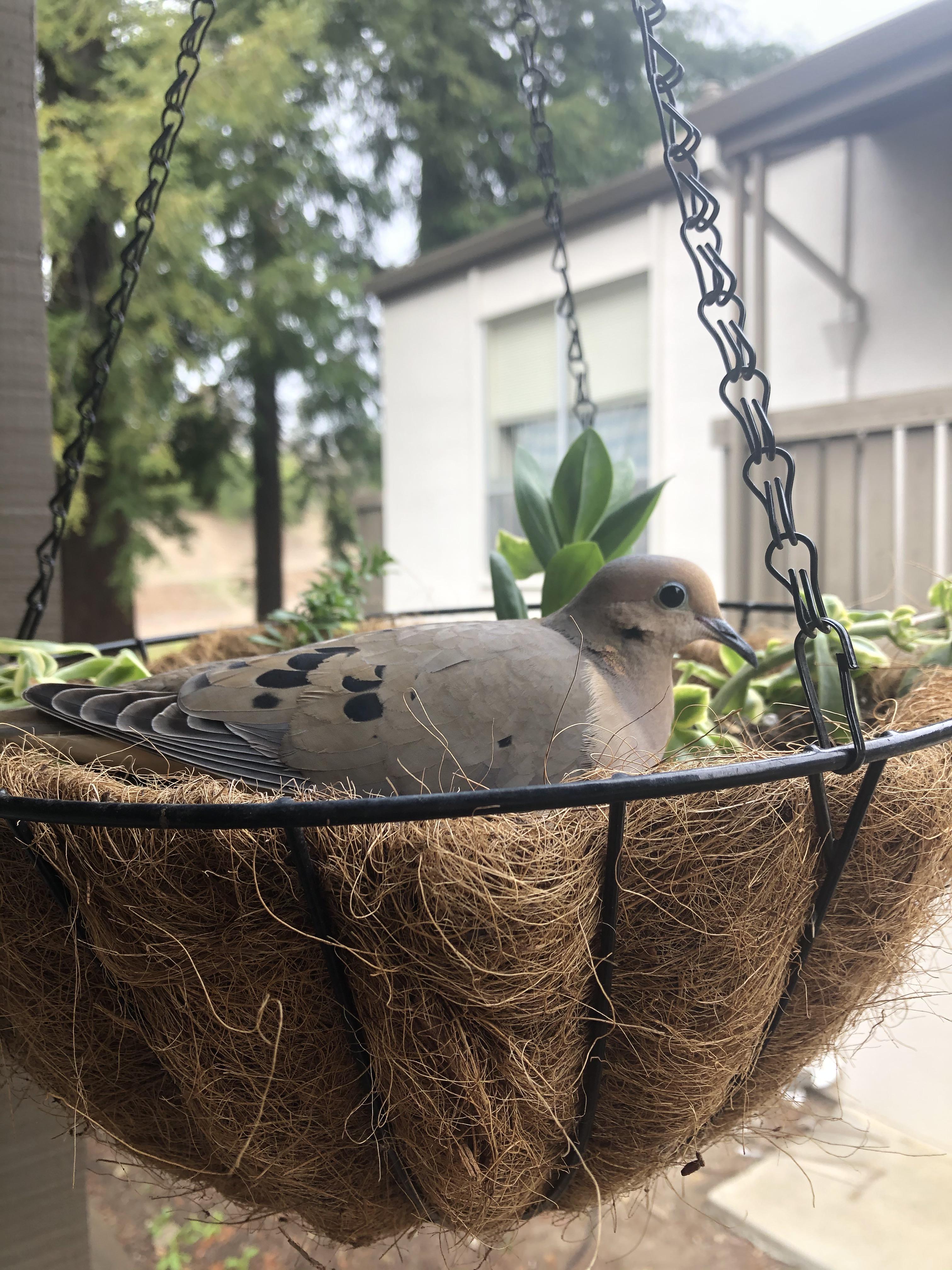 Dove’s nest update got a pretty good closeup to help with name picking