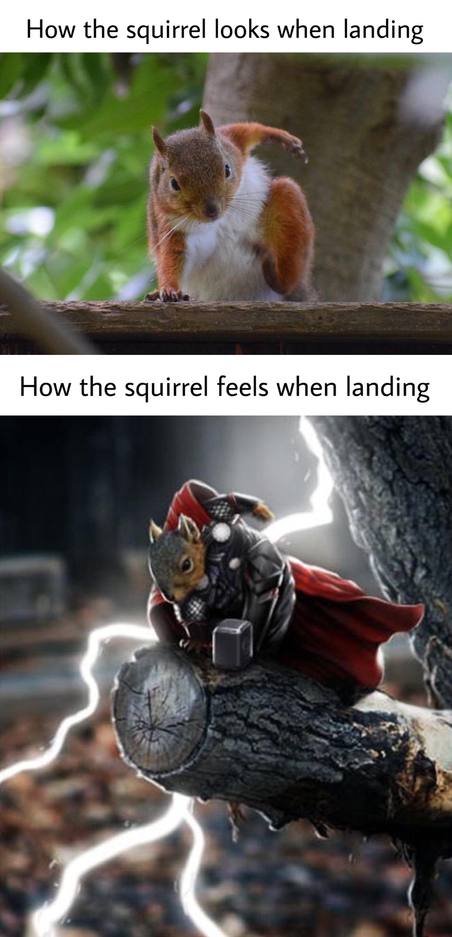 Squirrels be doing superheroes poses r/dankmemes