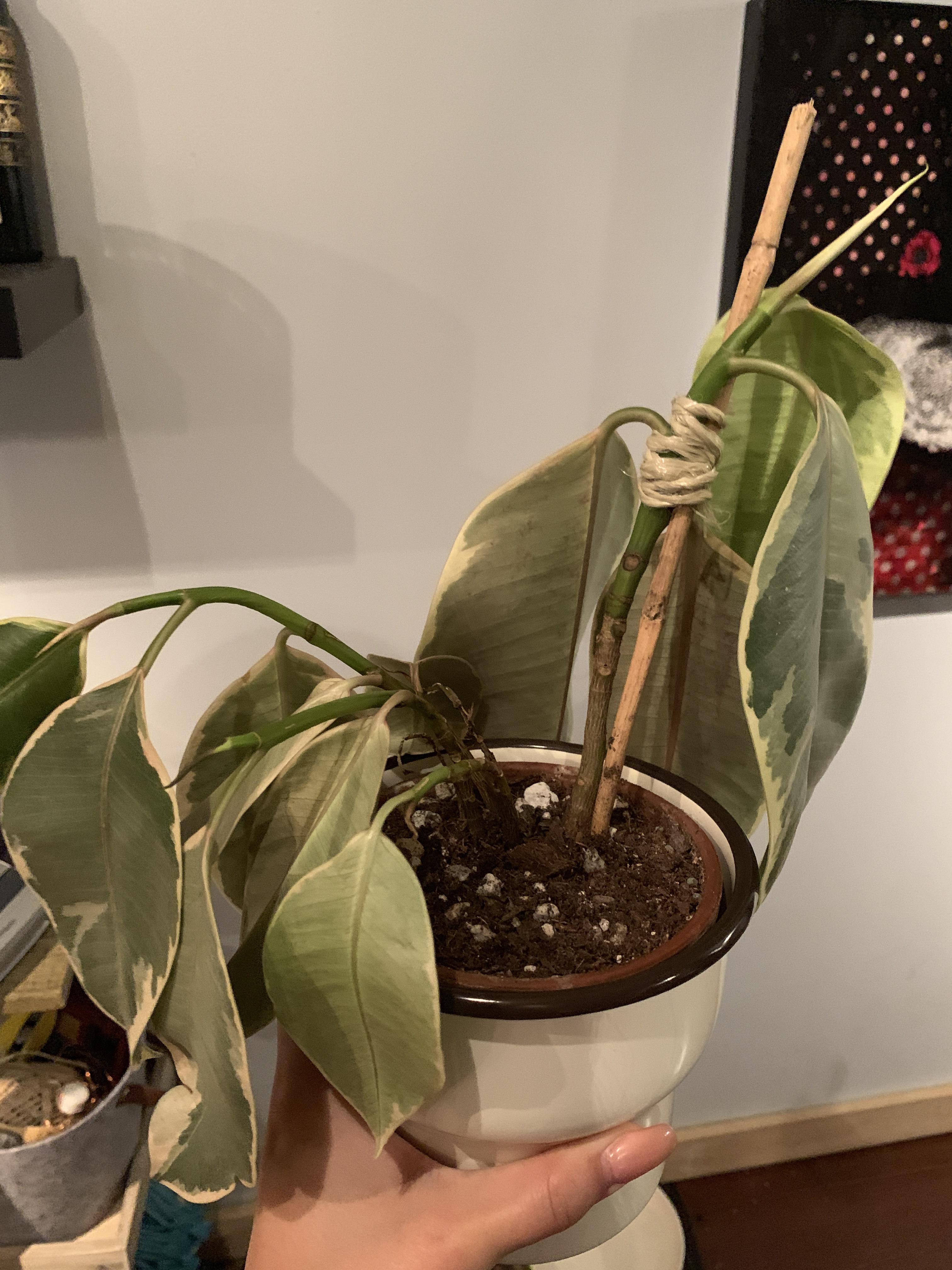 Help! why is my variegated rubber tree so droopy? does it need more light? my moisture meter