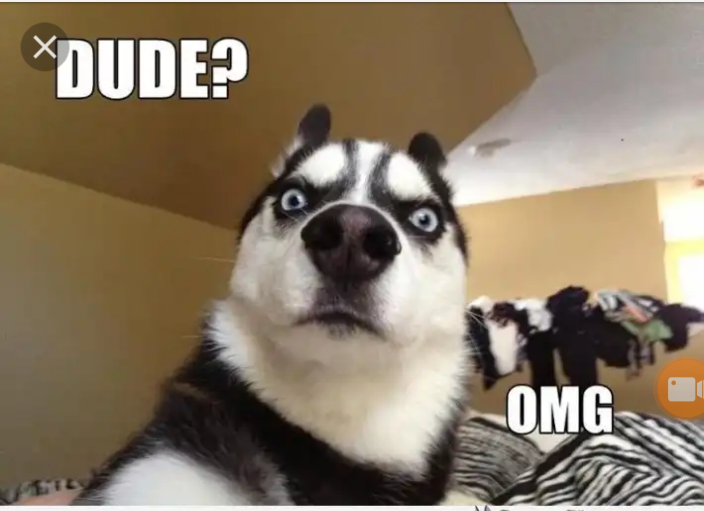 The Funniest Images Ever 20+ Important Ideas Crazy Cat Funny Face