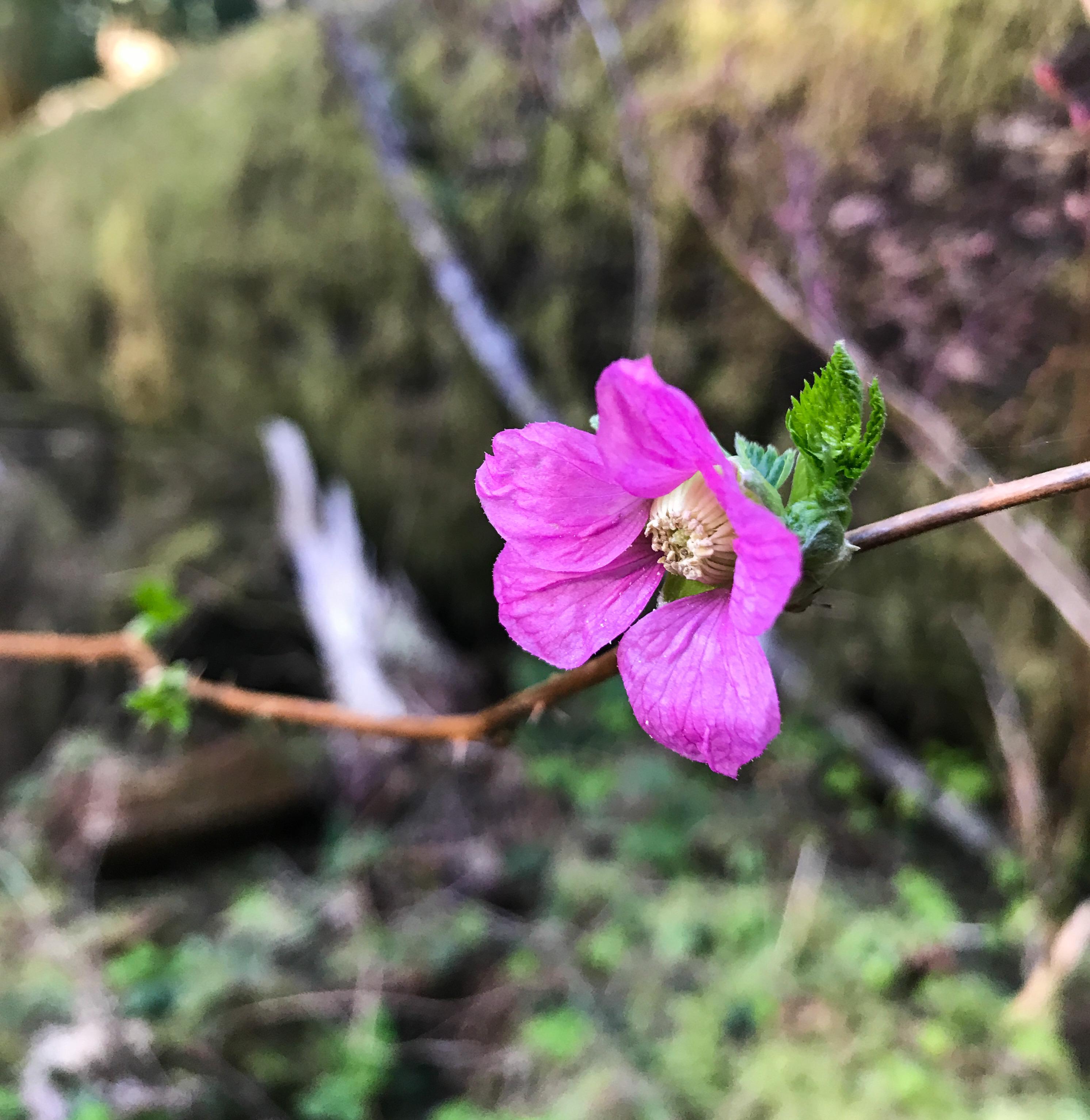 First PNW salmon berry bloom of spring. r/Wildflowers