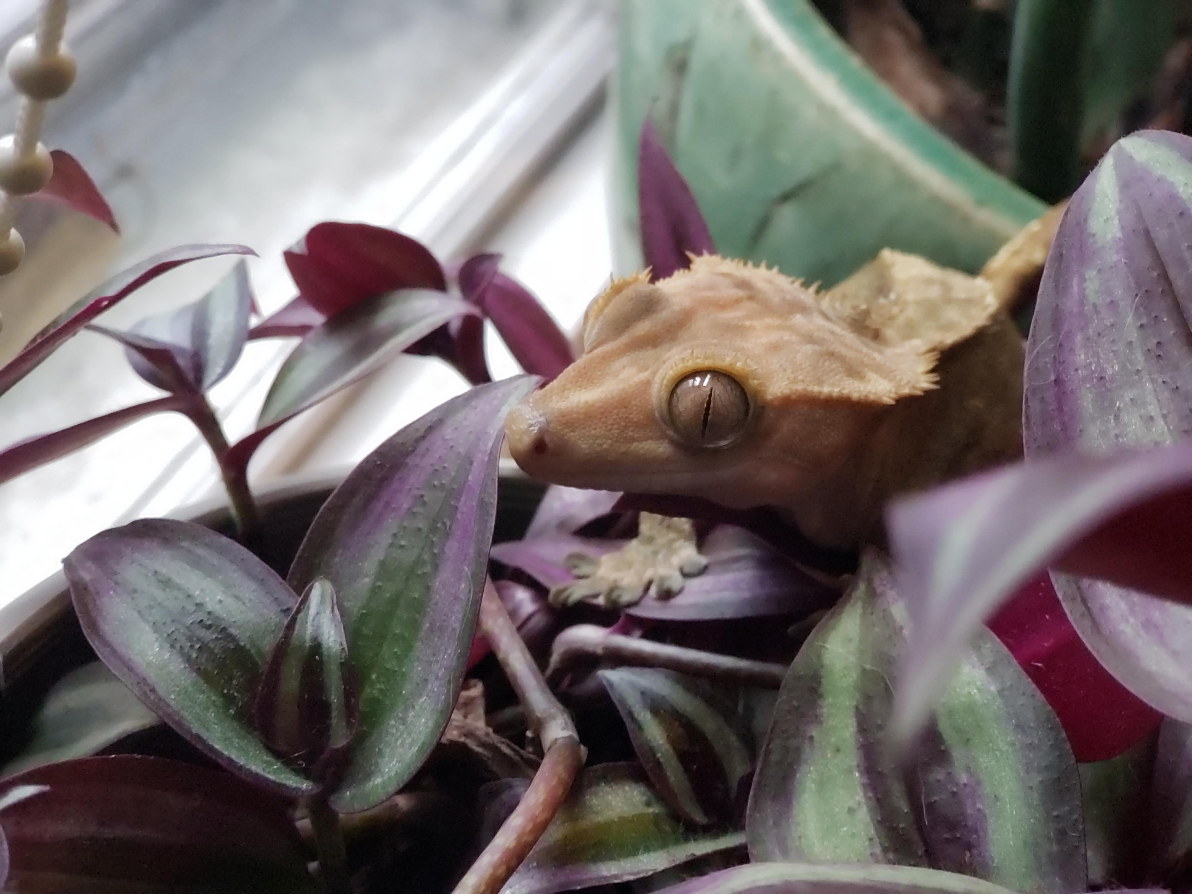 Crested gecko in his plant r/aww