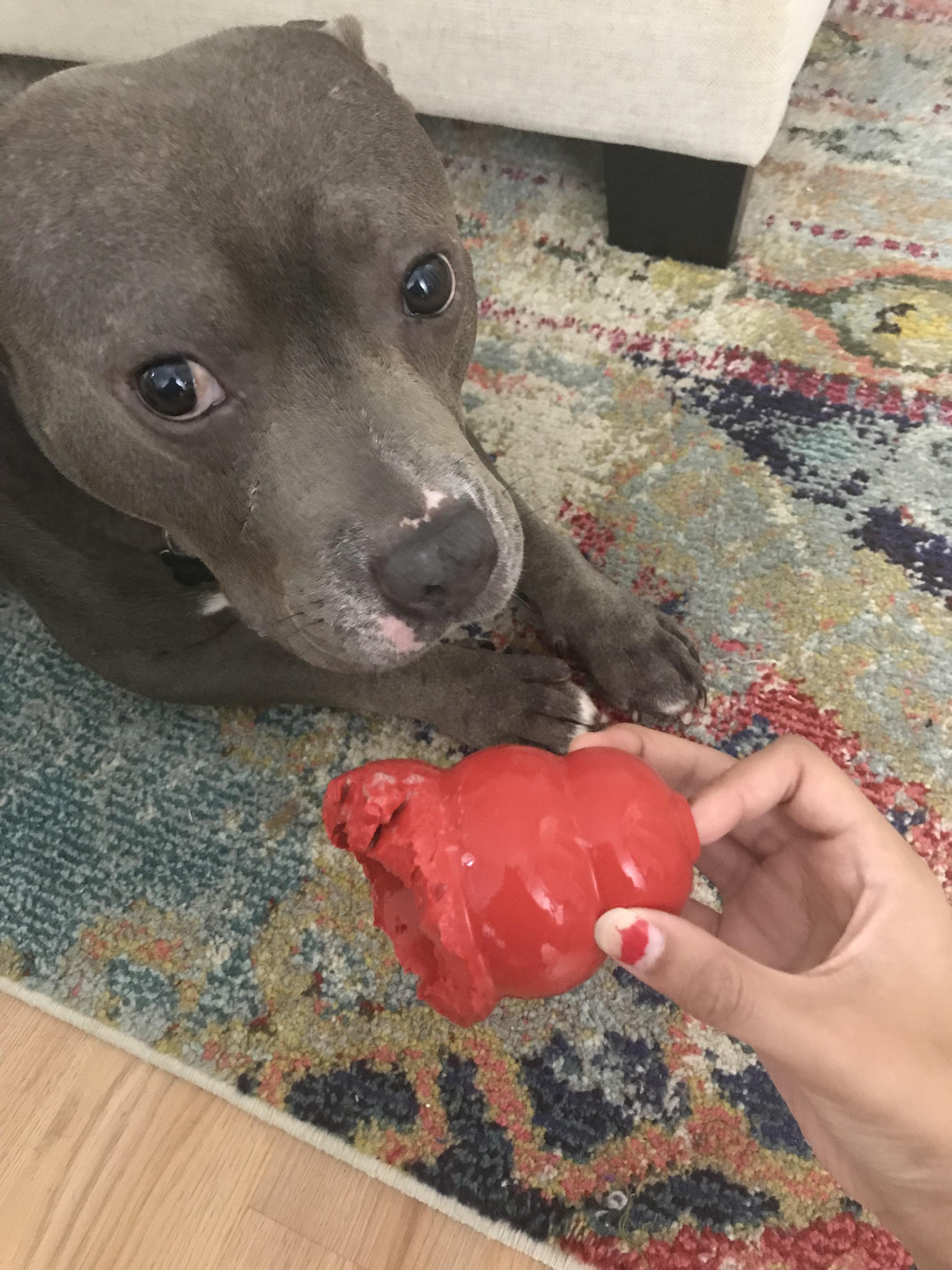 Are Kong Dog Toys Indestructible