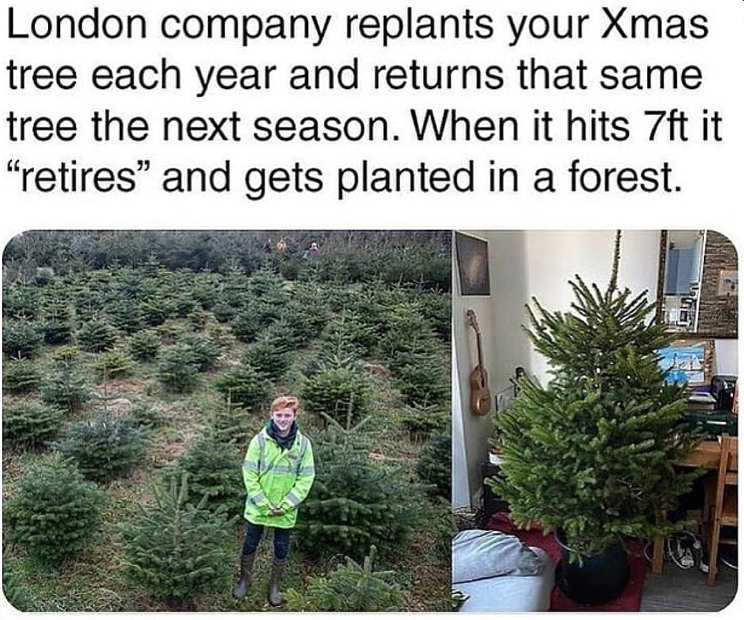 I didn't even know Christmas trees could be replanted r/MadeMeSmile