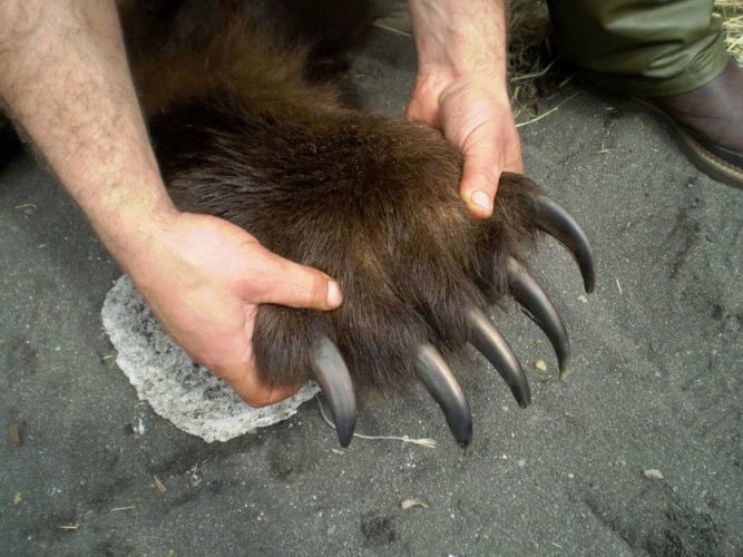 The clawed paw of a Grizzly Bear r/interestingasfuck