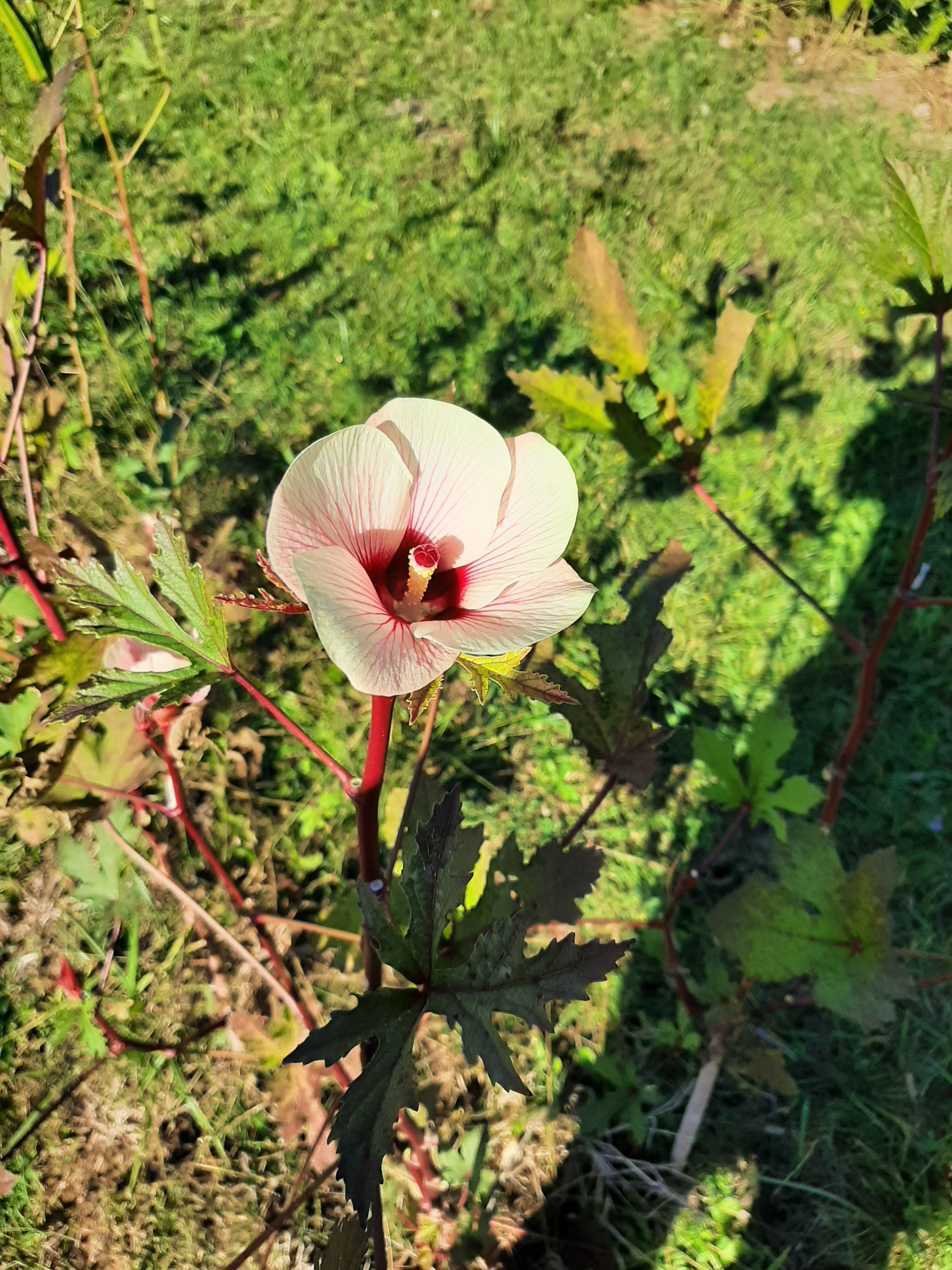 Okra is in the Hibiscus family, such a tasty beautiful bloom r/flowers