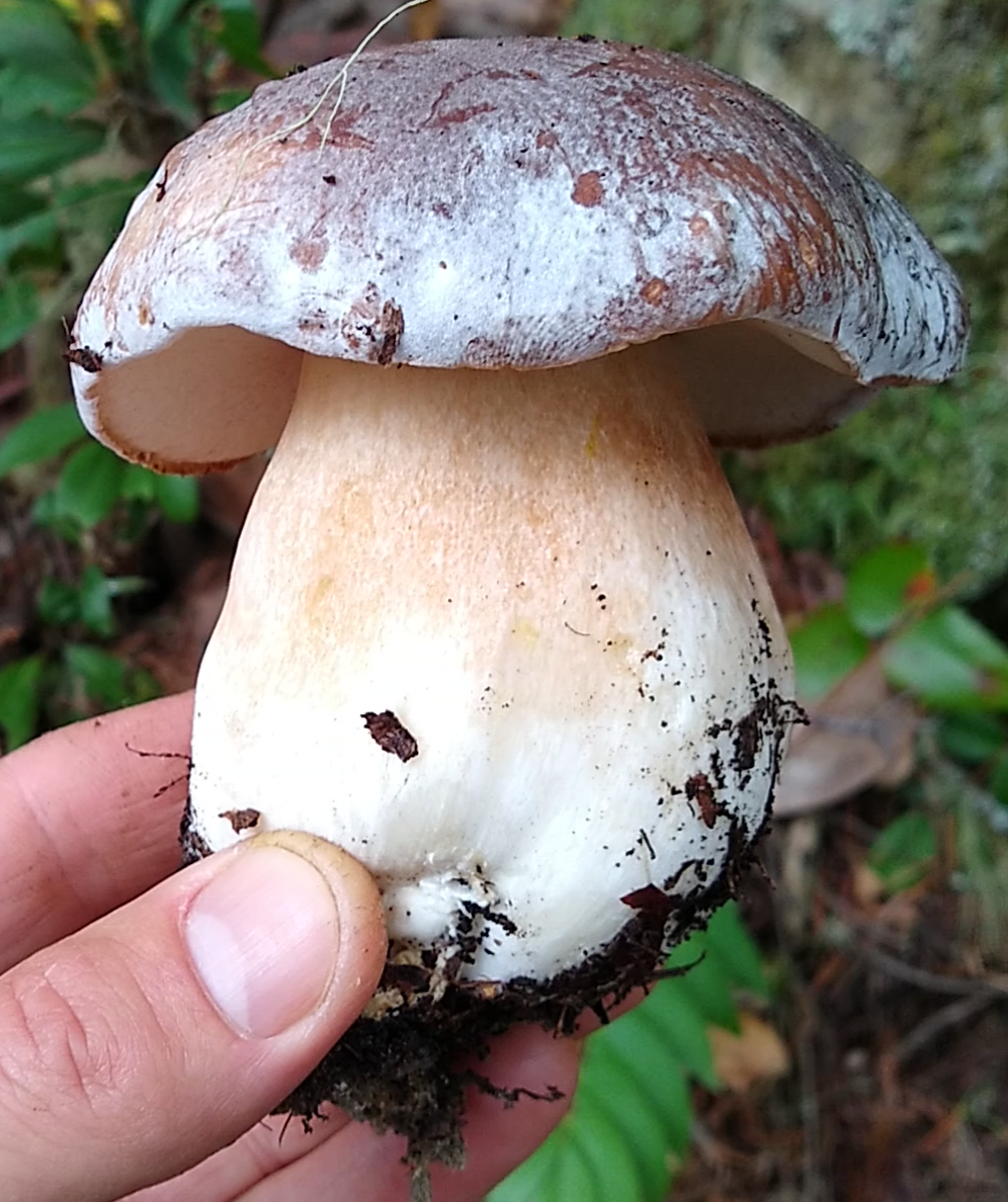 Boletus regineus, queen bolete. 1500', Douglas County OR r/foraging