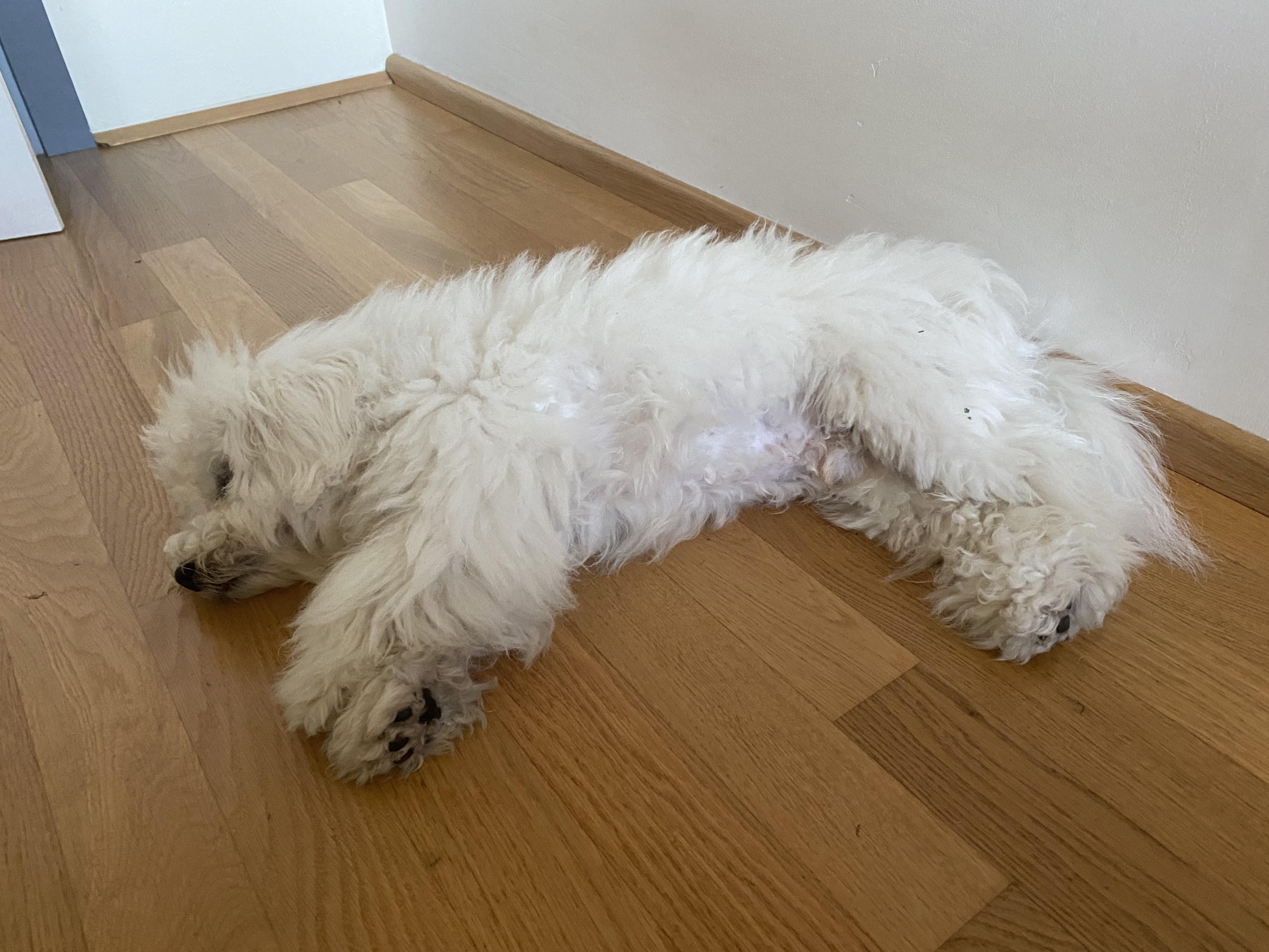 Sleeping on the floor? He’s got two dog beds but prefers sleeping on