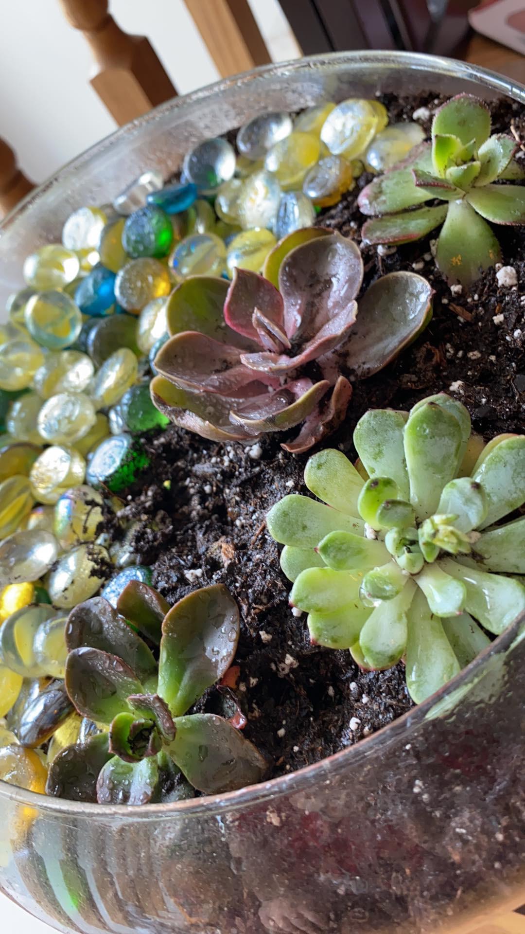 Planted into succulent soil with marbles for drainage beneath and space