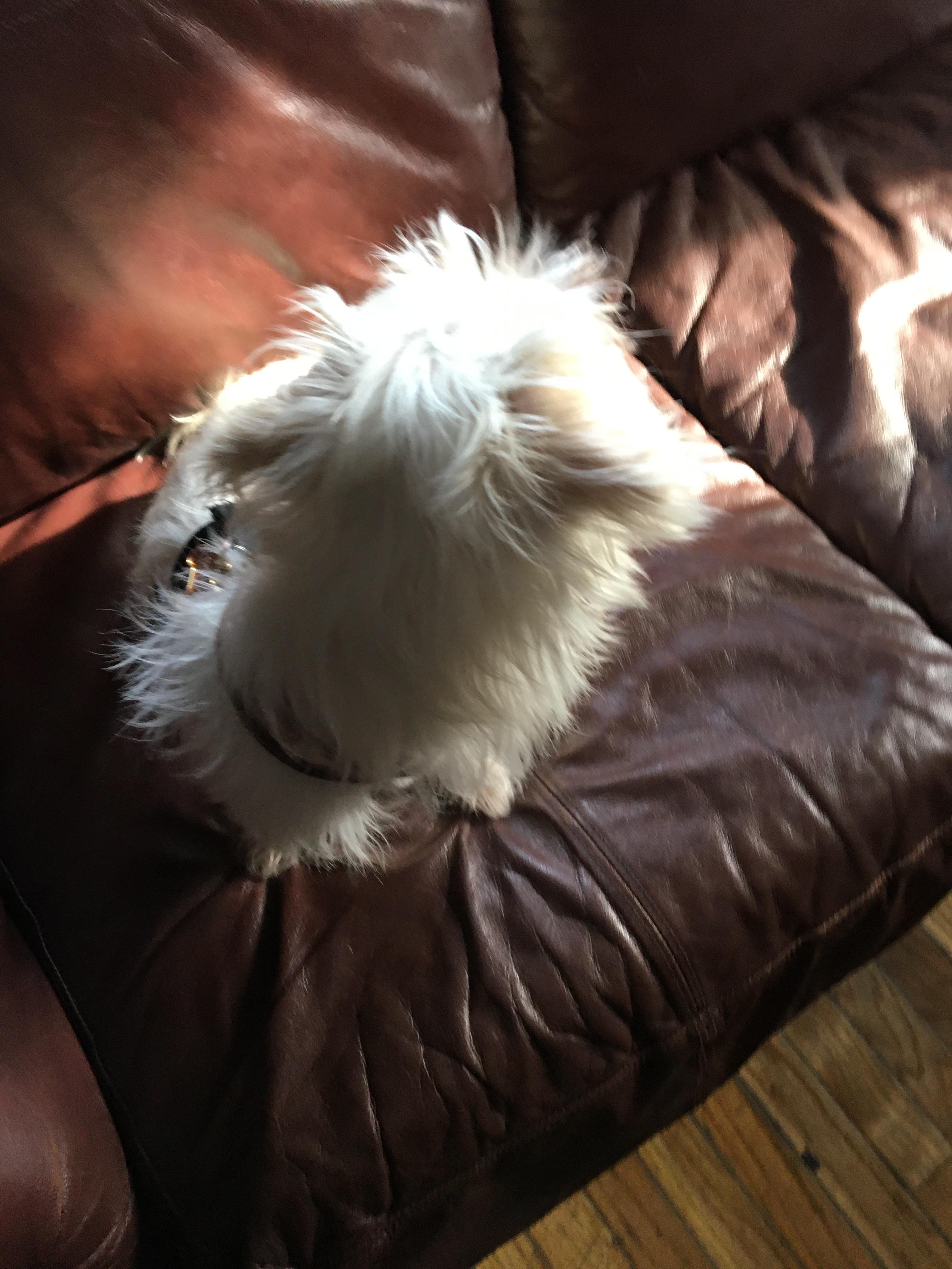 my sisters dog, on the couch. good girl. r/AntiDogfree