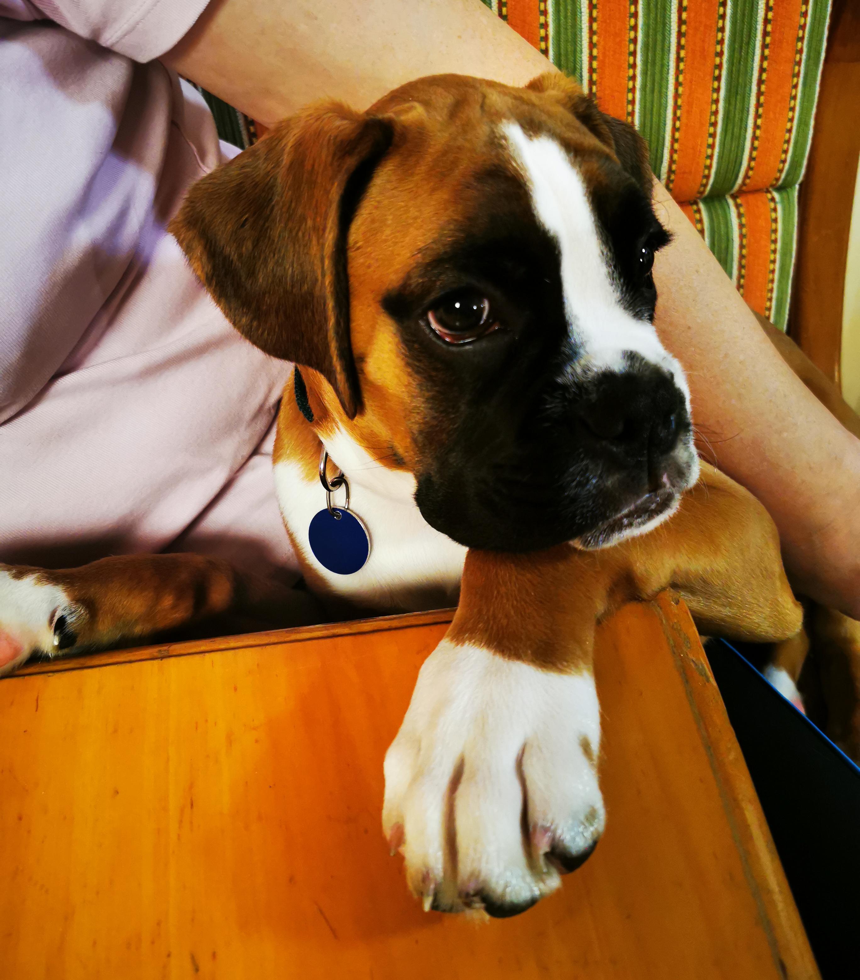 Meet Zeus. Big paws, small doggo. r/puppy