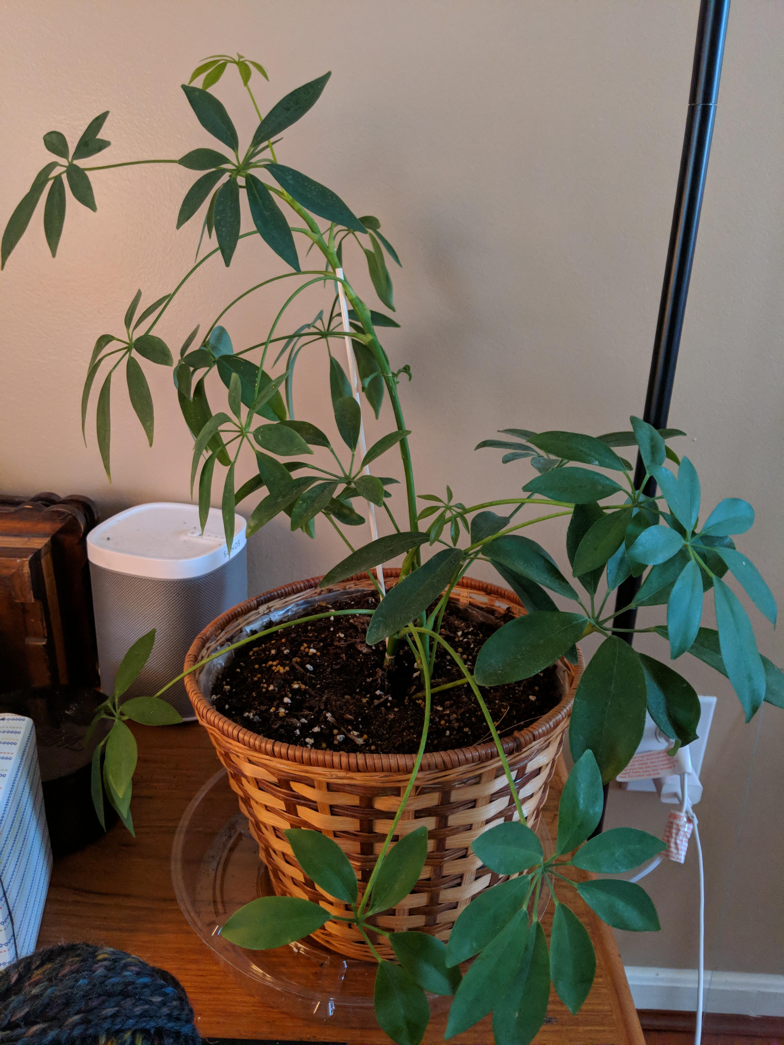 Advice to help my umbrella plant be more "tree like"? Or are there