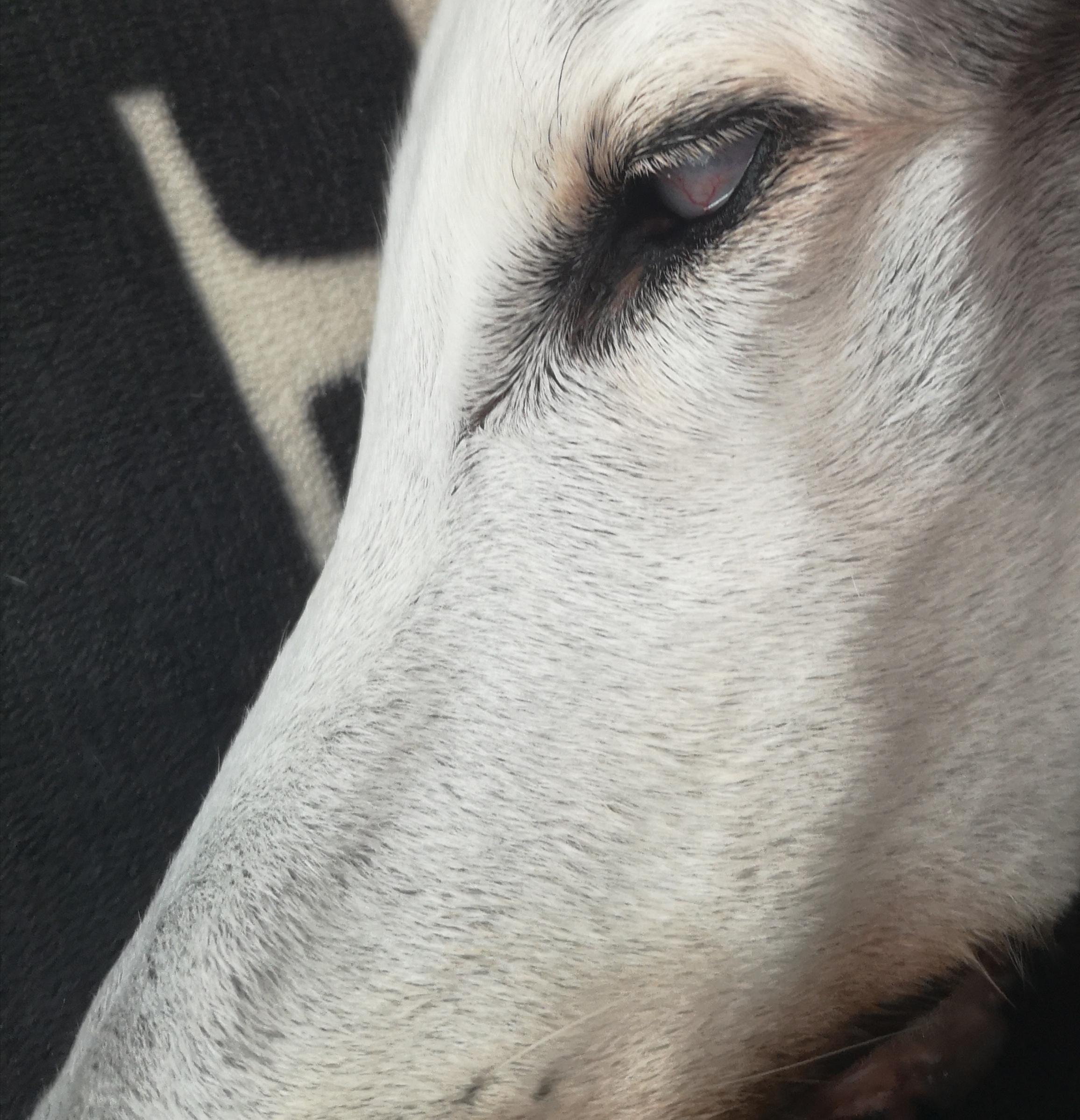 My dog doesn't close his eyes when he sleeps, he uses his third eyelid