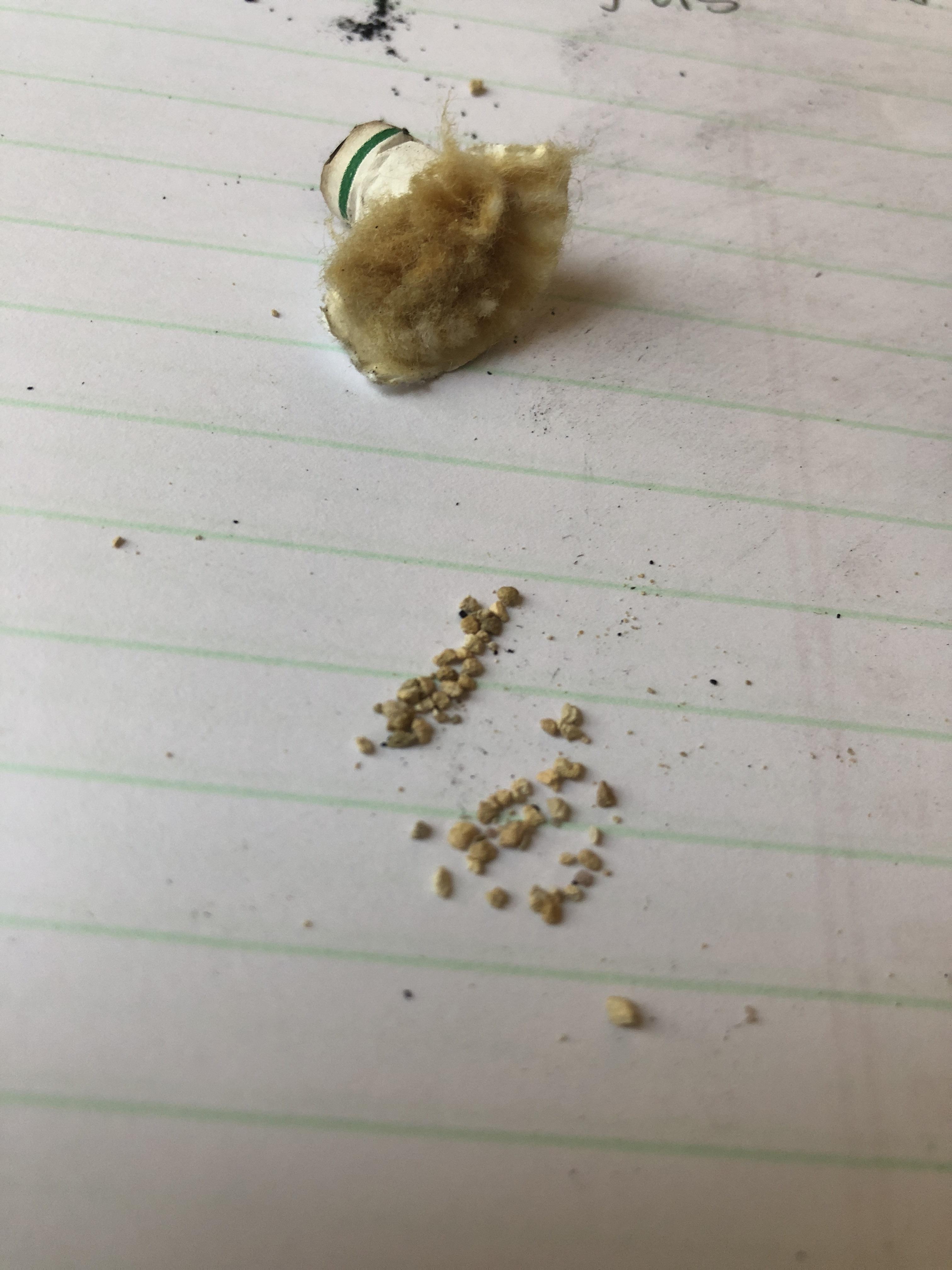 Rocks or seeds in cigarette filter? Trying to figure out. American