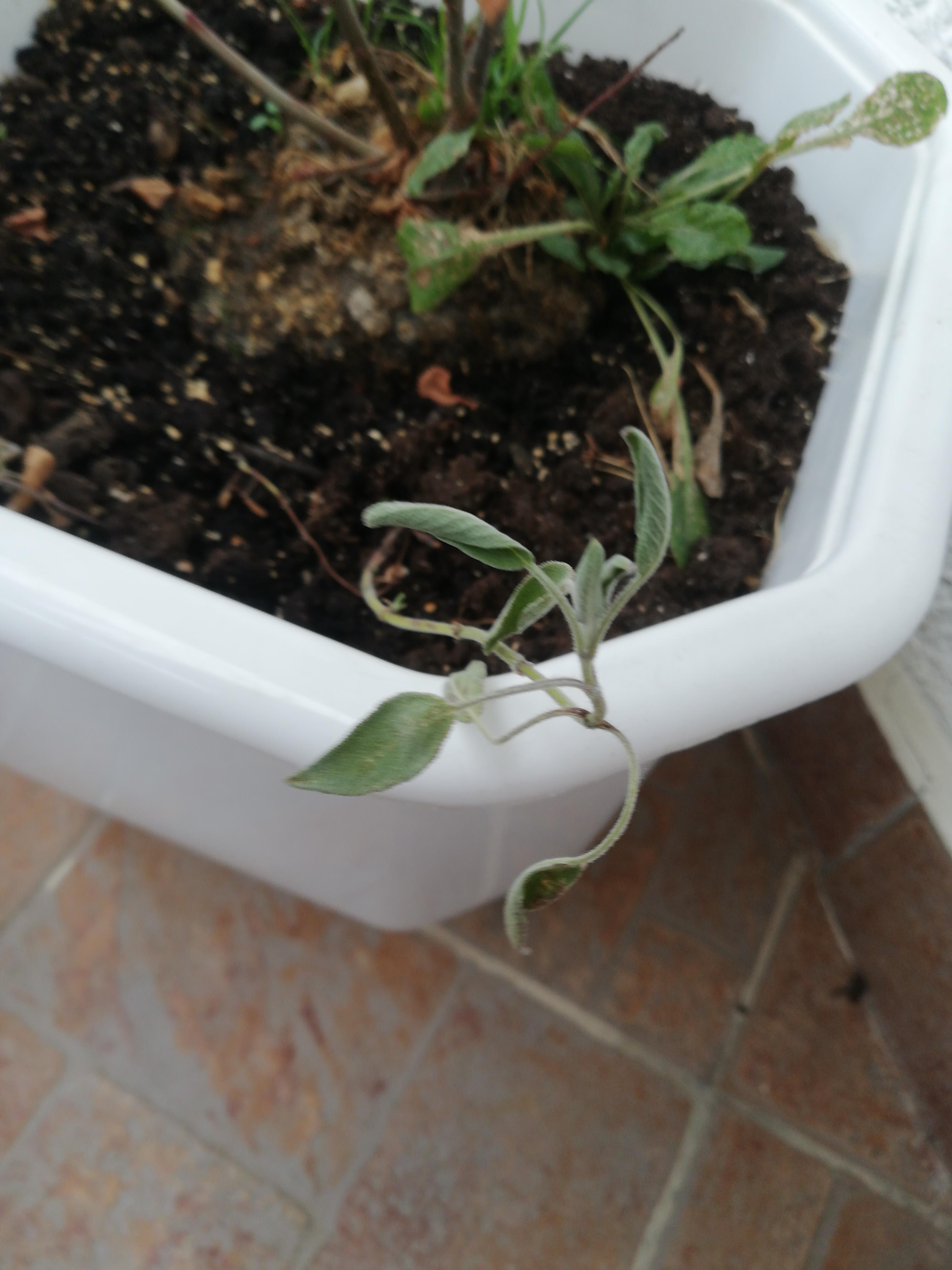 What's happening to my sage? Why are the leaves curling? r/plantclinic
