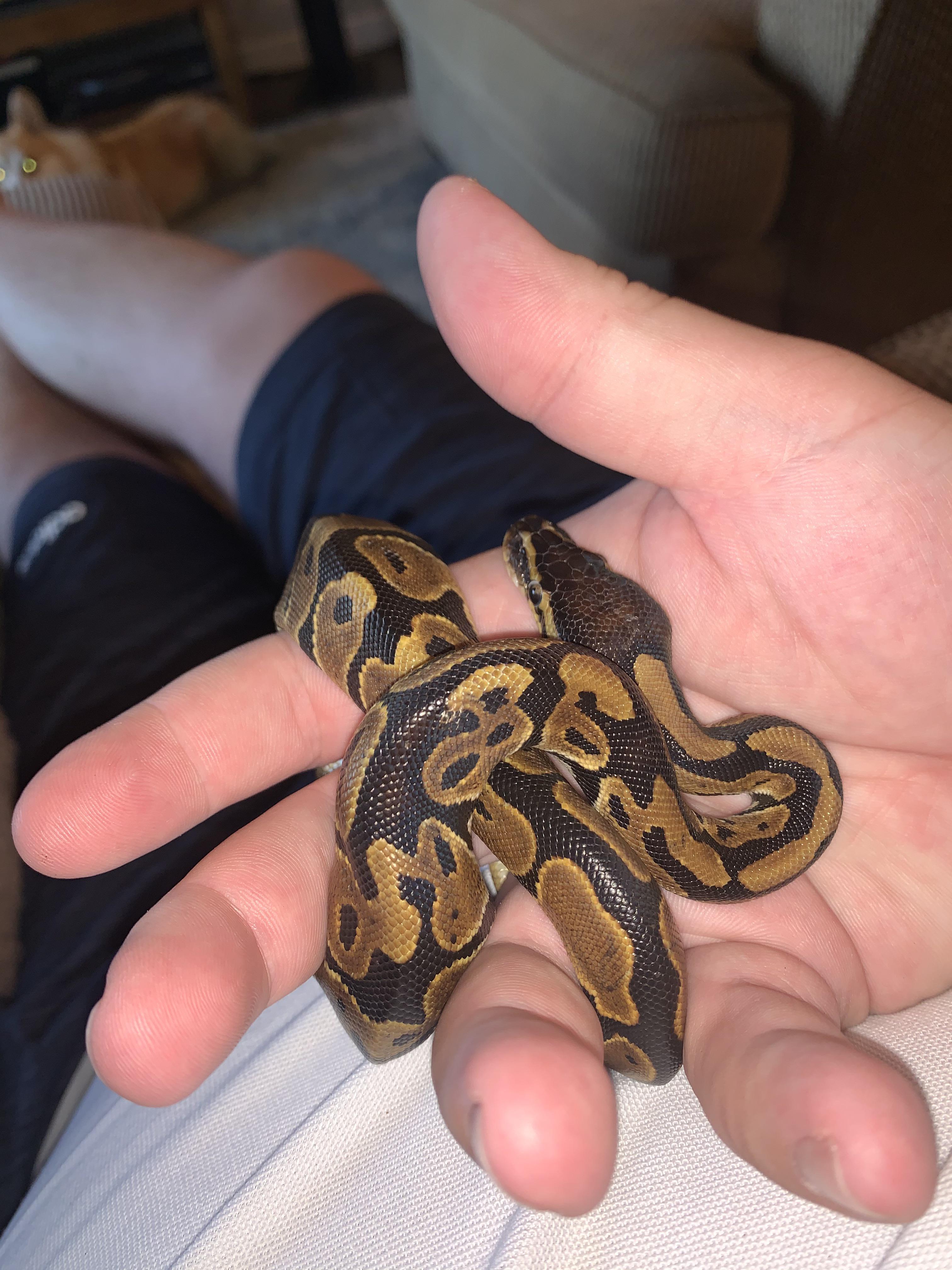 Asking for some first time owner tips good habitat, low interaction