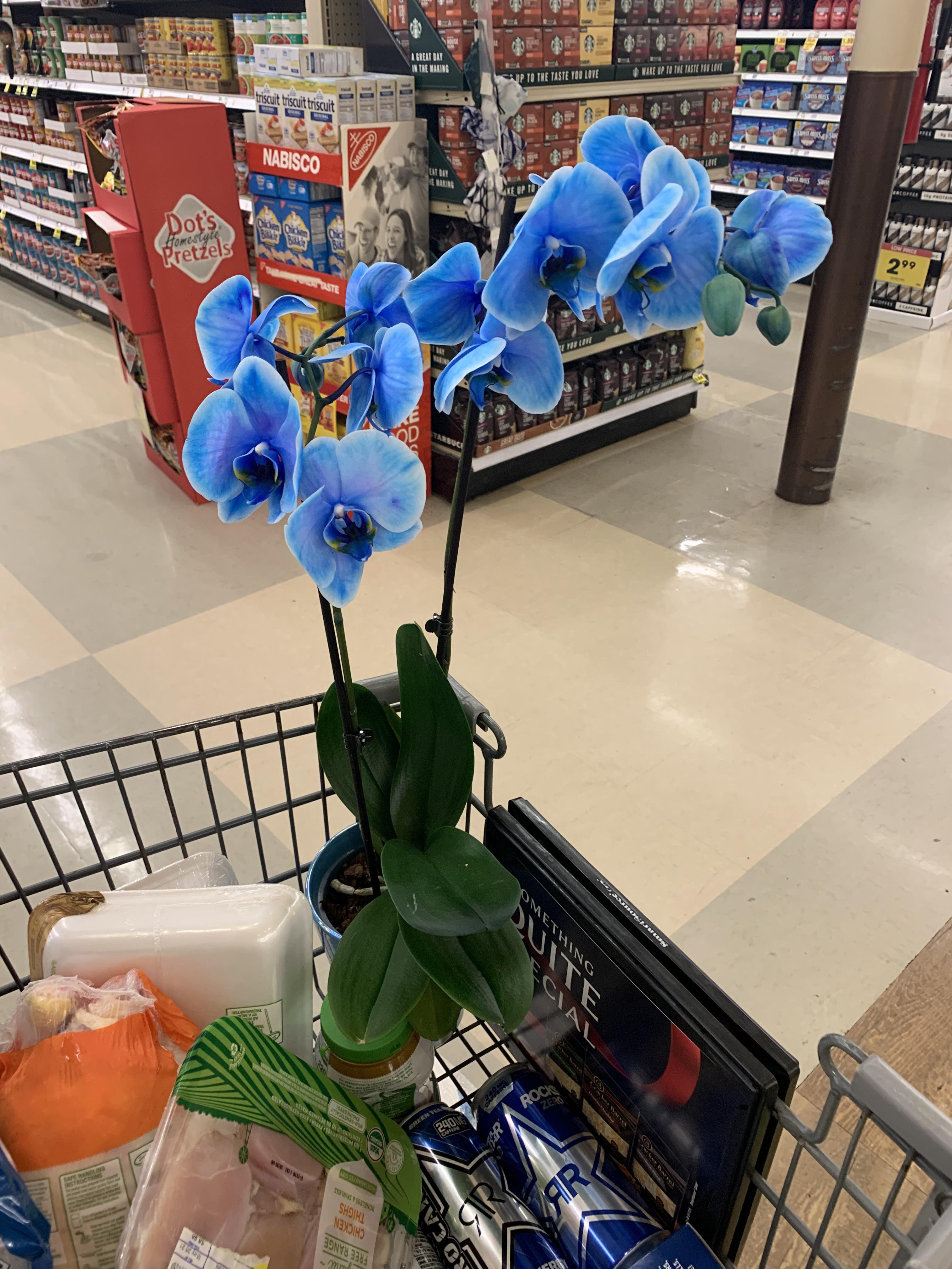 Anyone have experience with gemstone orchids? I saw this beauty at a