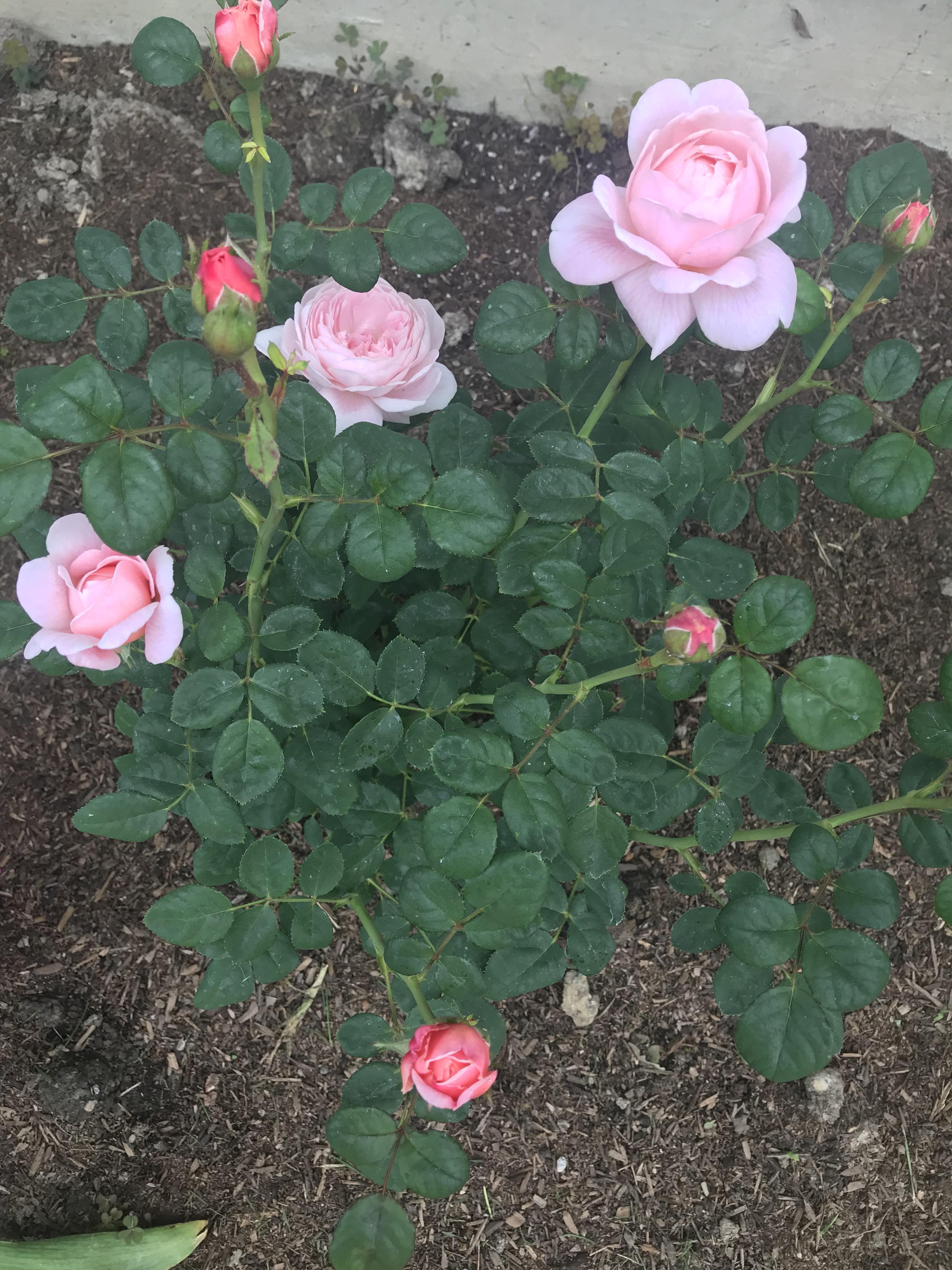 “Queen of Sweden” David Austin rose our newest addition r/gardening