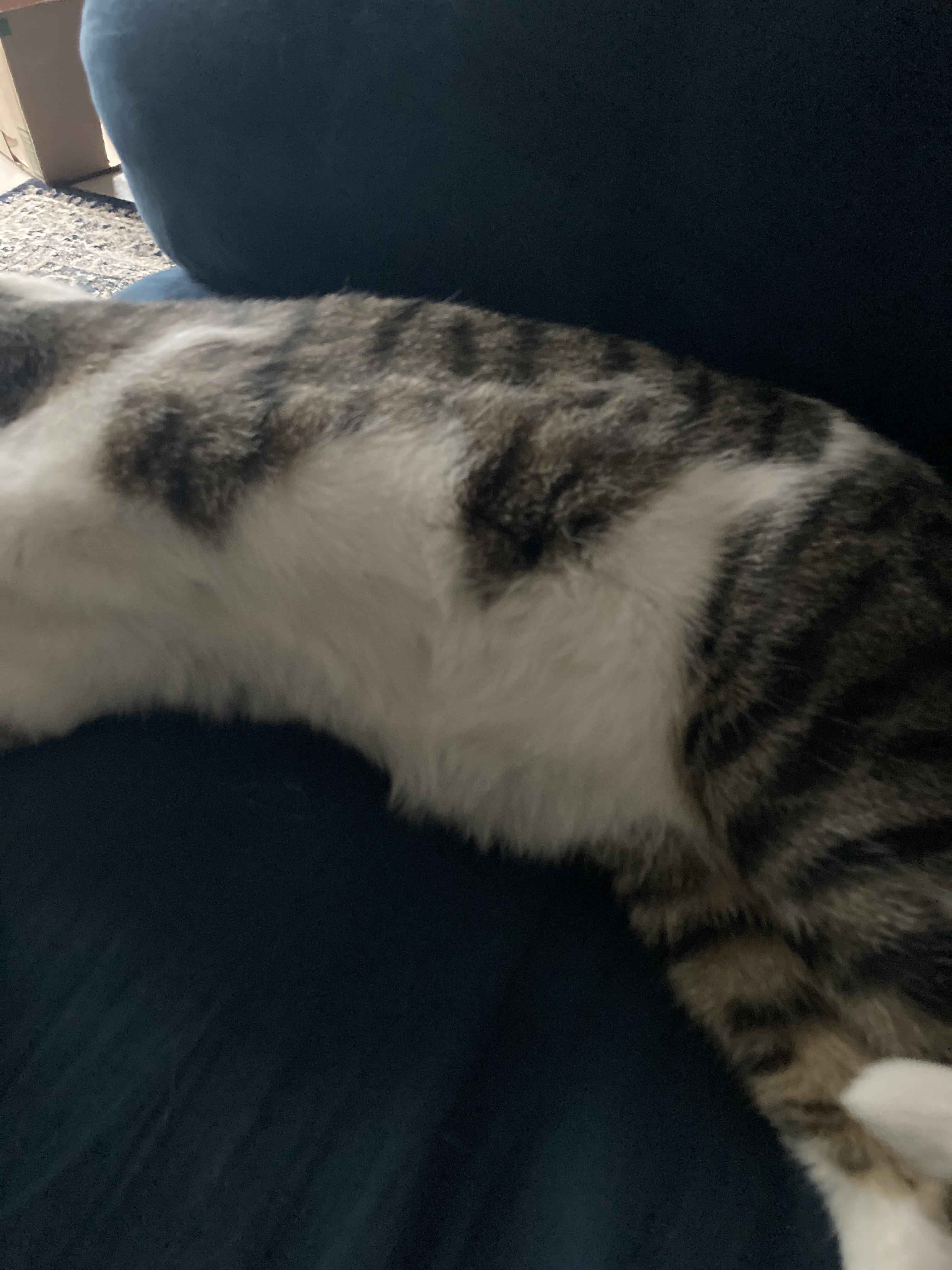 My cat’s belly r/cats