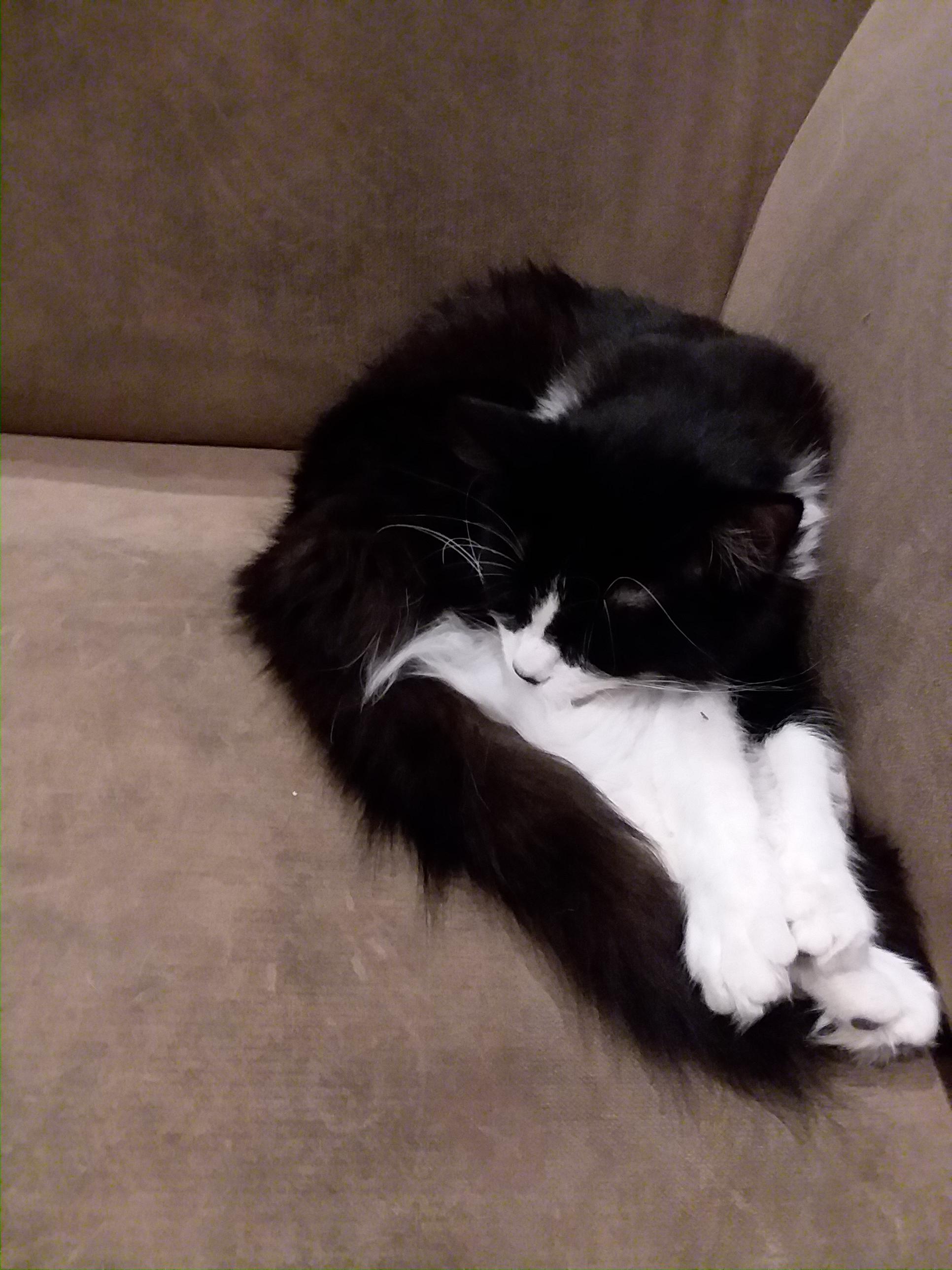 Broken? Or acrocat? catsareliquid