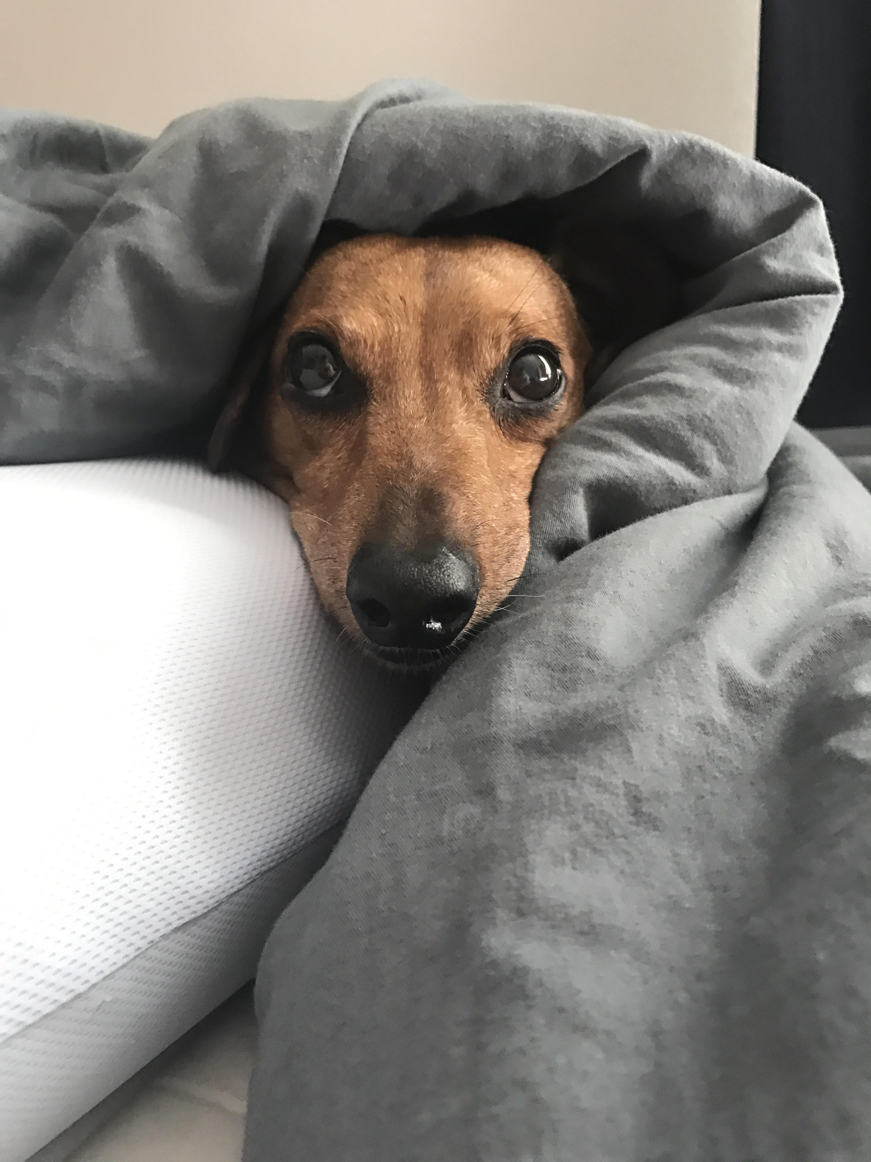 Anxious Dachshund Loves His Gravity Blanket dogpictures
