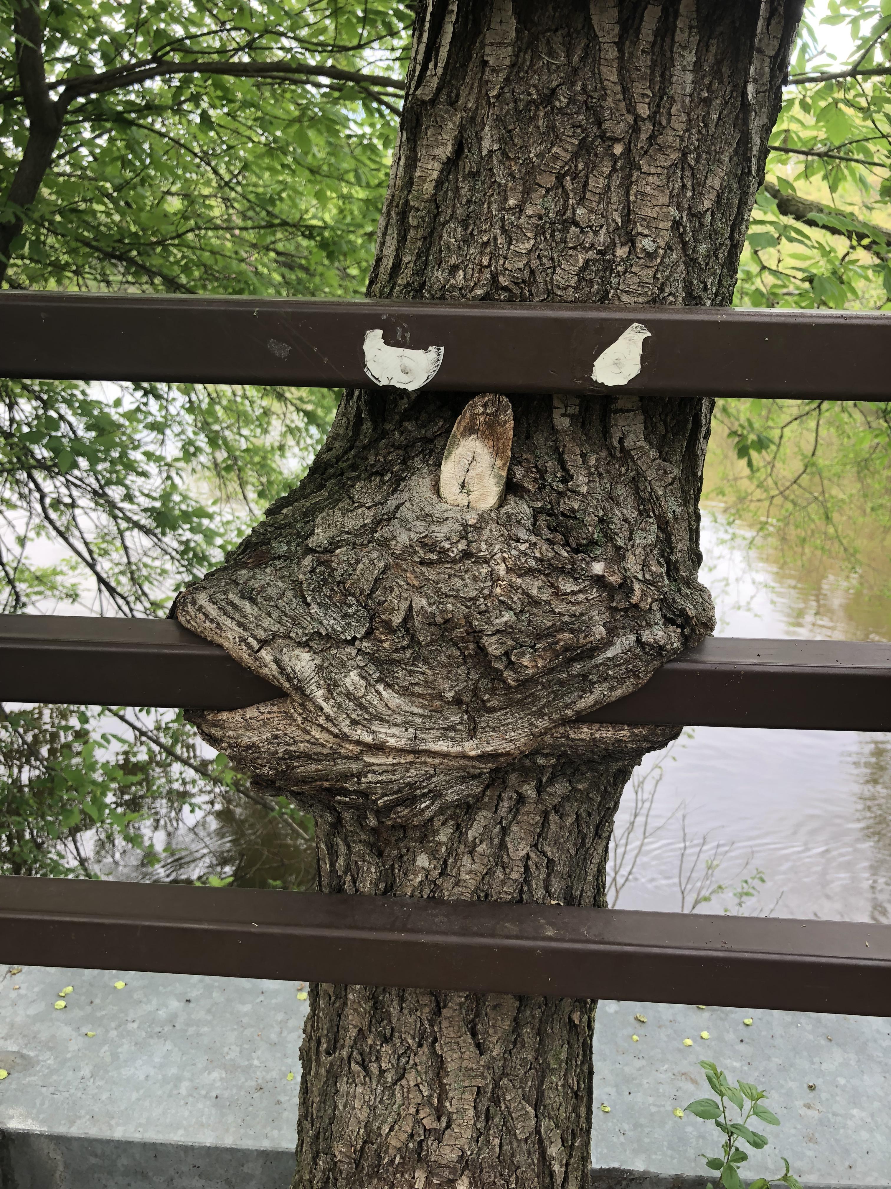 Tree eating a fence r/Pareidolia